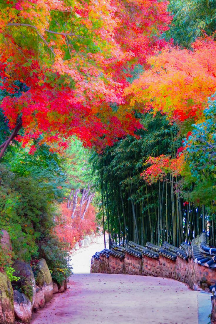 The incredible colors of South Korea during autumn. Just one of the many beautiful things to do and s. Lindas paisagens, Paisagem asiática, Fotografia da natureza