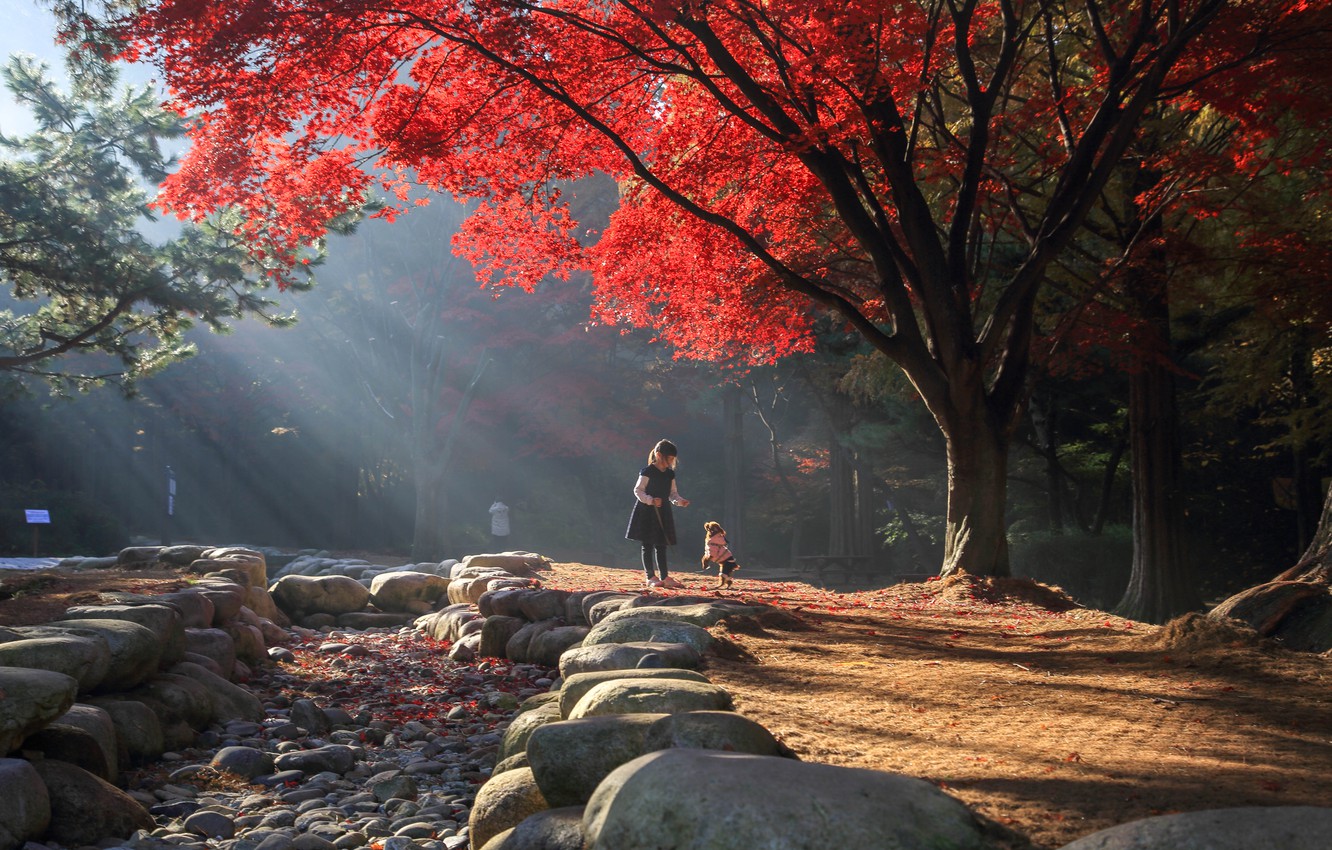 Wallpaper autumn, light, trees, landscape, nature, Park, stones, girl, dog, child, South Korea image for desktop, section пейзажи