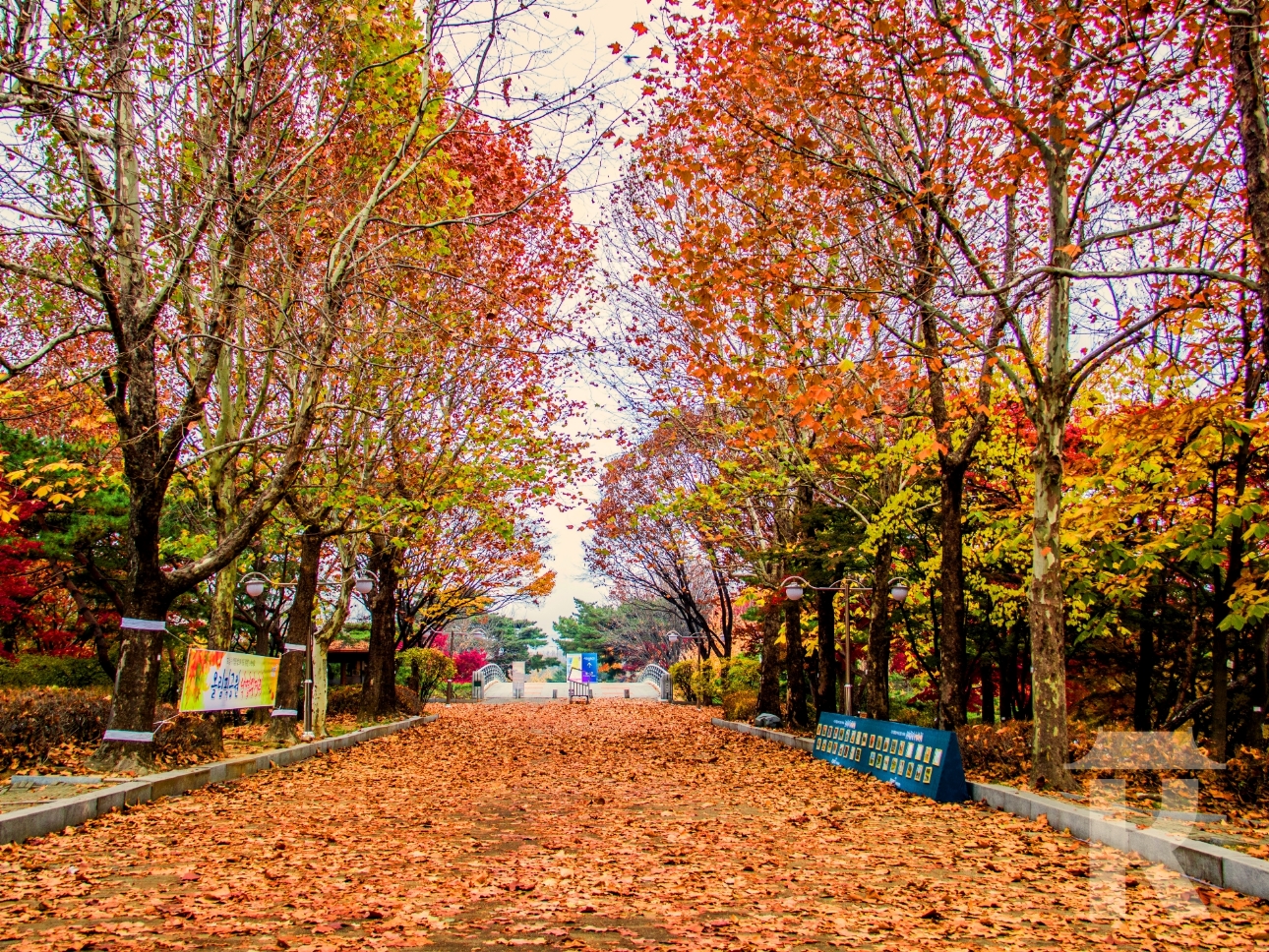 Top Places To See Autumn Leaves and Fall Foliage in Korea