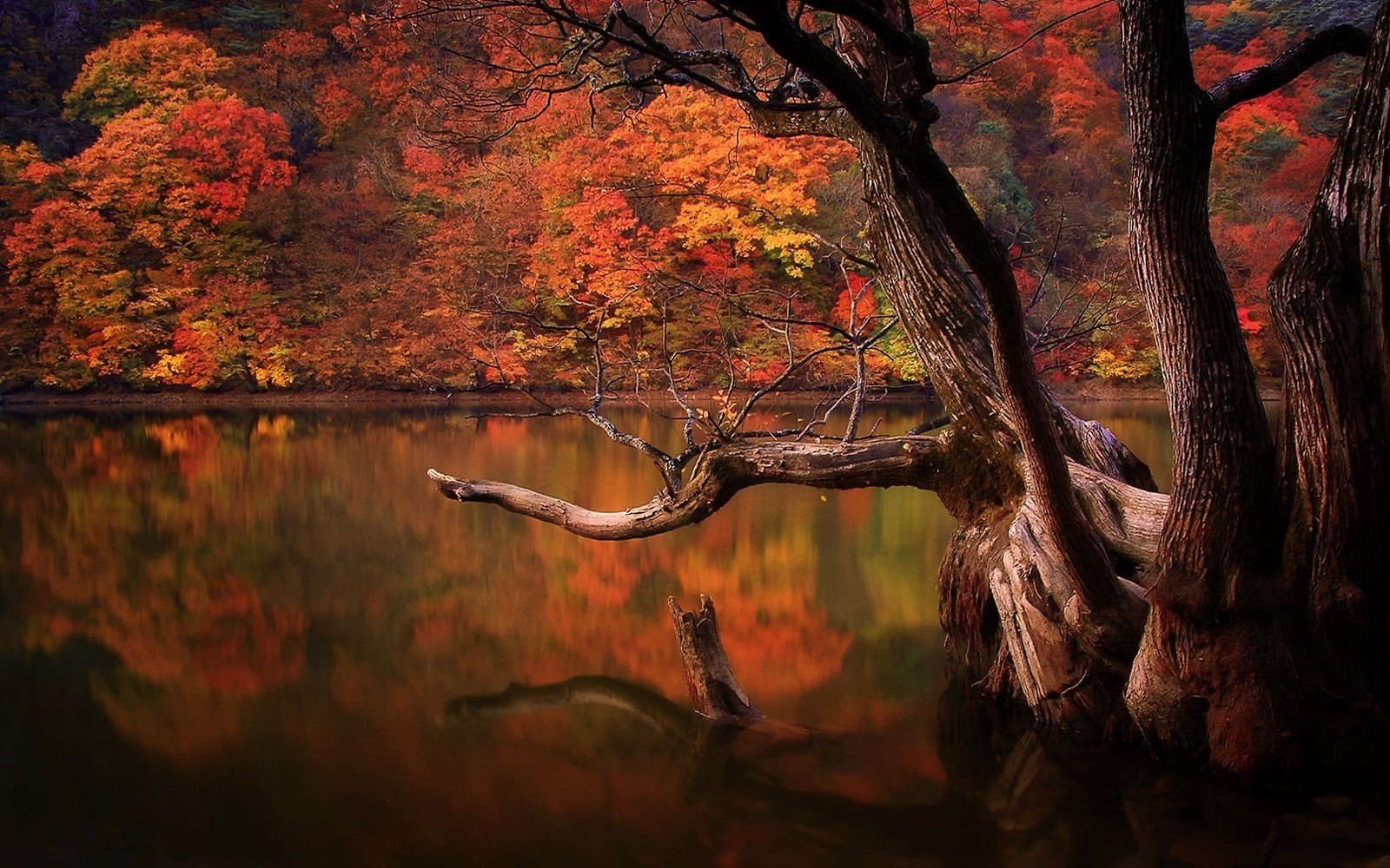 lake fall forest dead trees reflection nature south korea landscape colorful trees water sad sadness wallpaper. Mocah HD Wallpaper