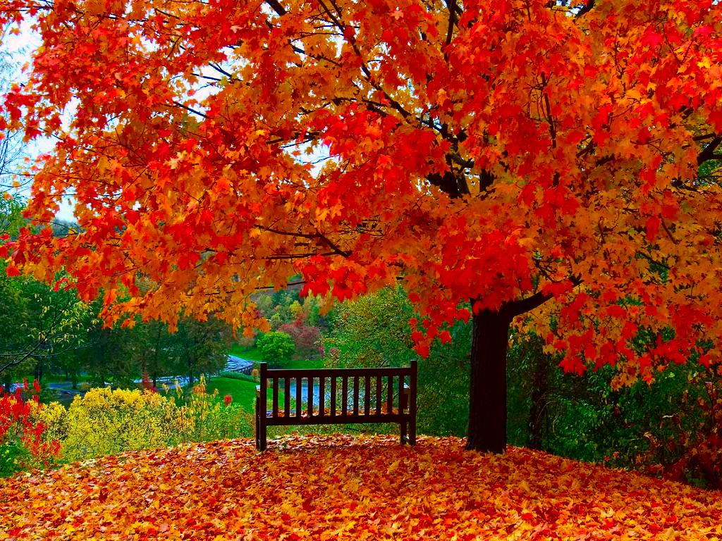 Free download right now the image Garden View Amazing HD Wallpaper of Autumn [1024x768] for your Desktop, Mobile & Tablet. Explore Wallpaper Autumn Scene. Free Fall Wallpaper