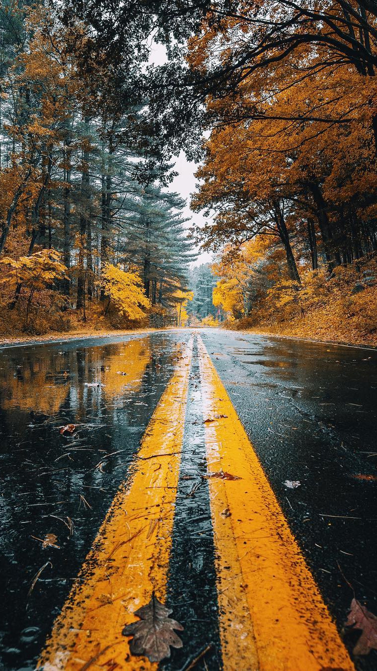Autumn Road Rainfall Trees IPhone Wallpaper Wallpaper, IPhone Wallpaper