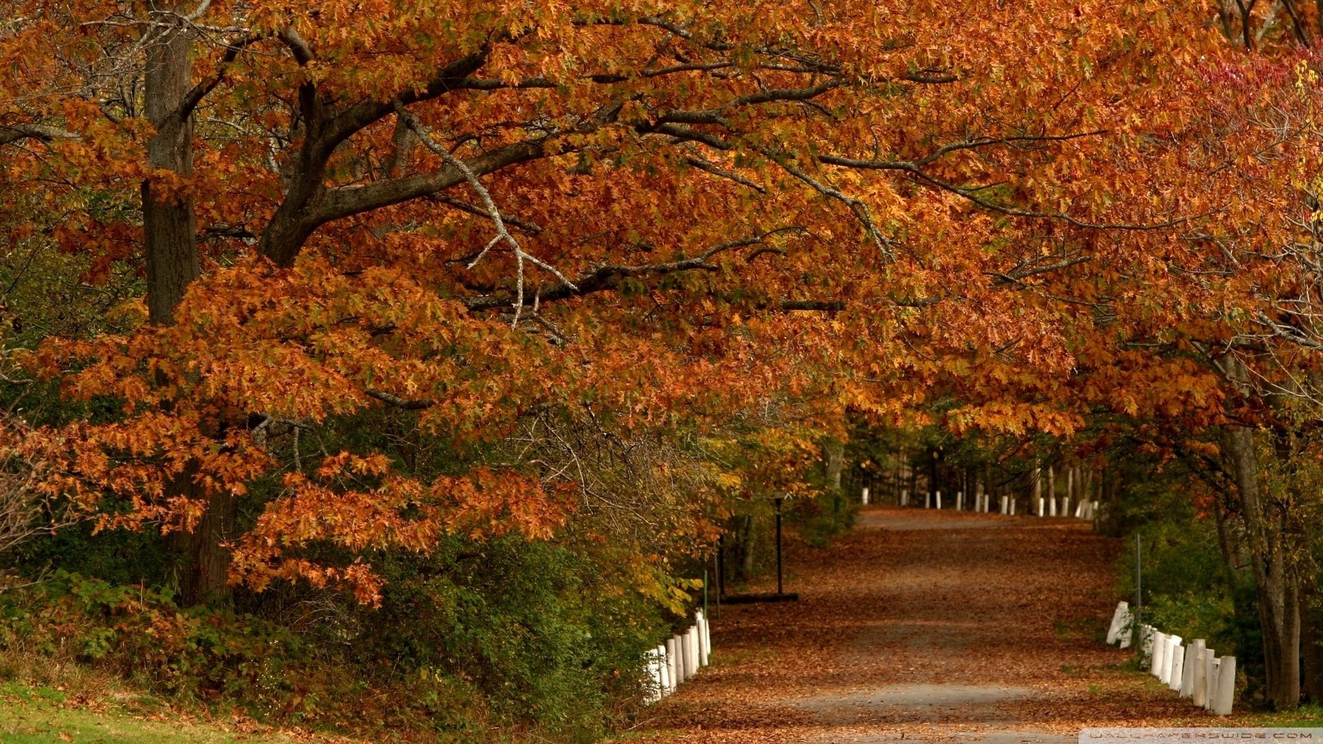 nature autumn seasons scenes 1920x1080 wallpaper