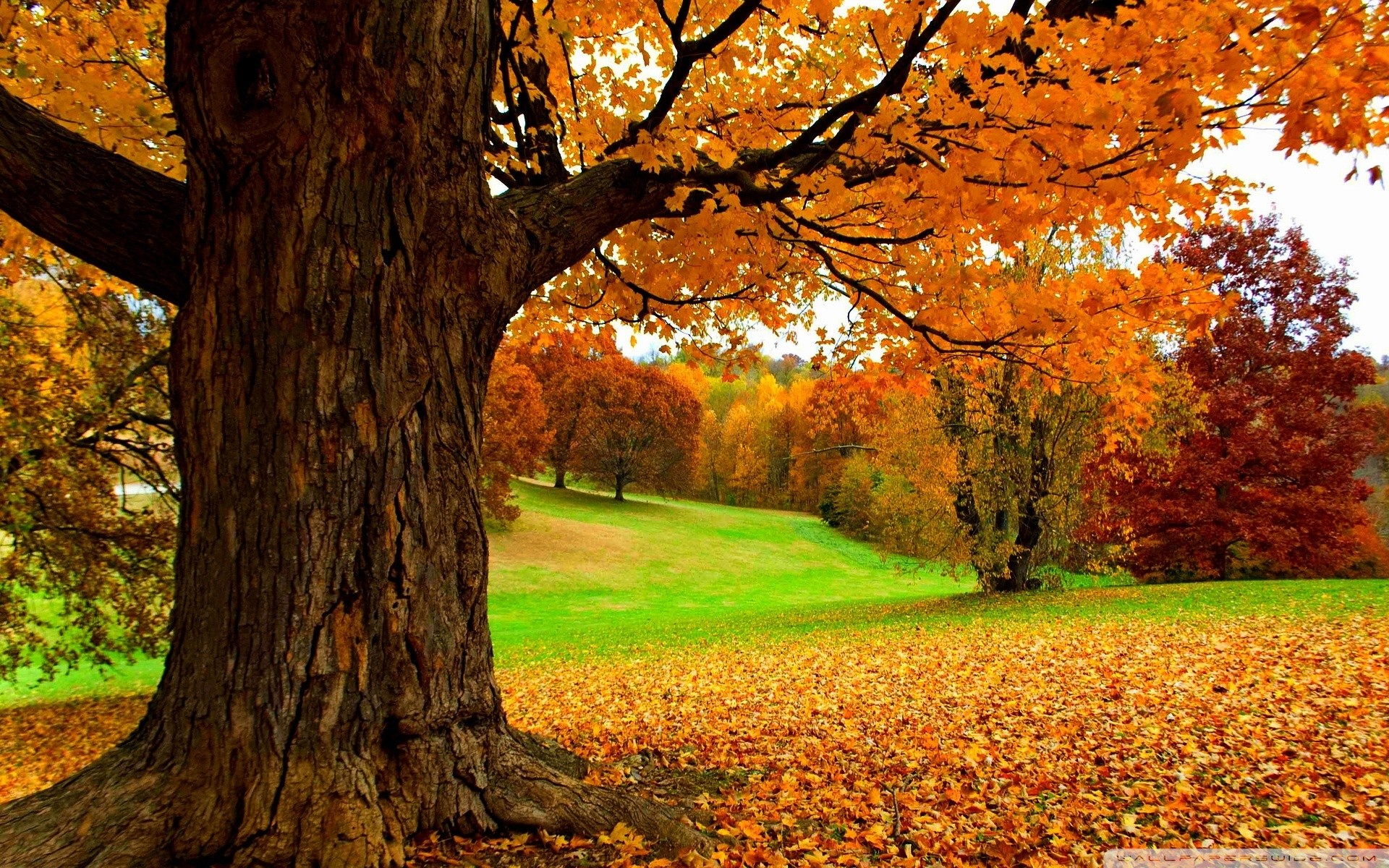 Wallpaper Autumn Scene