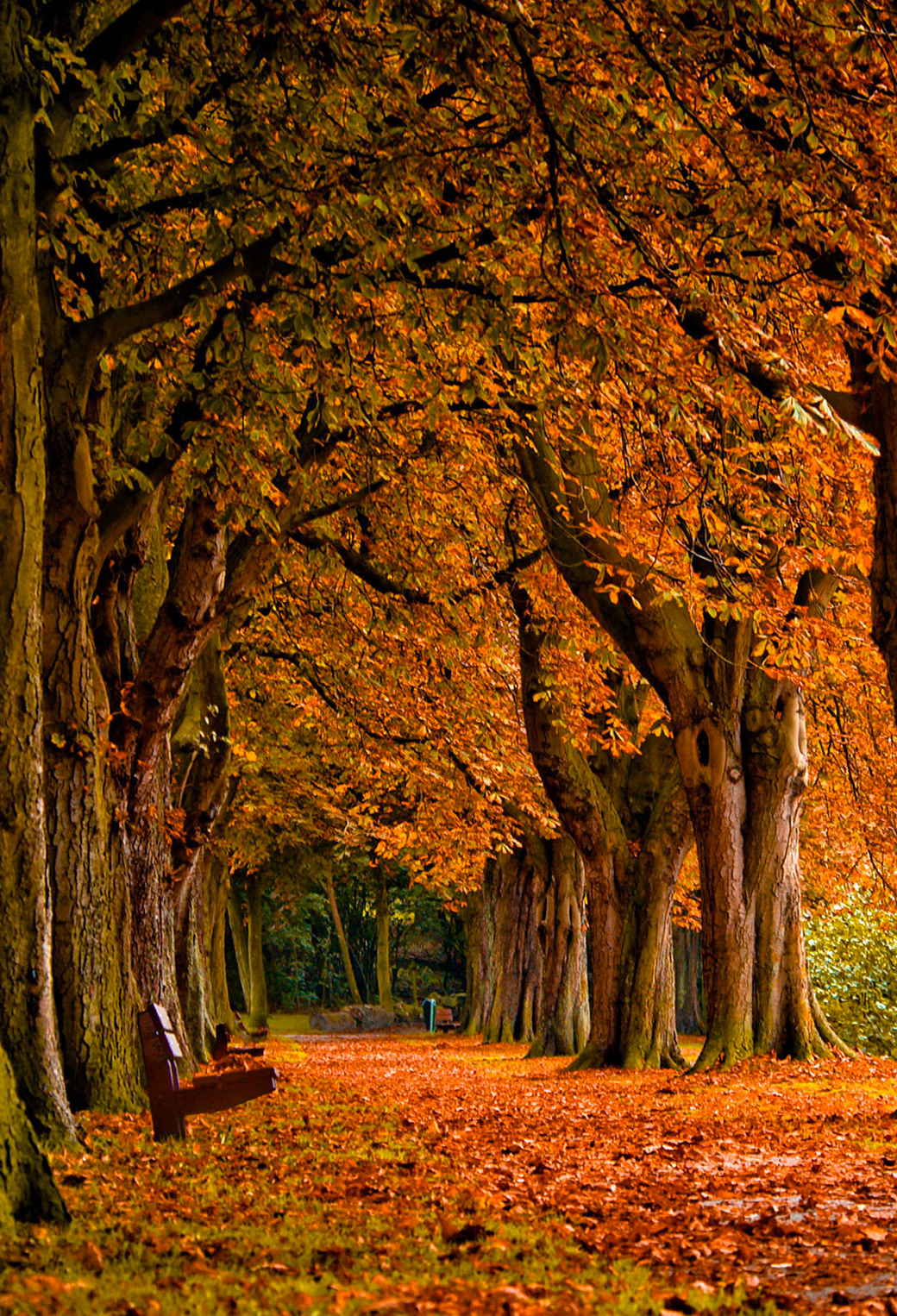Autumn Wallpaper for iPhone 11, Pro Max, X, 8, 7, 6