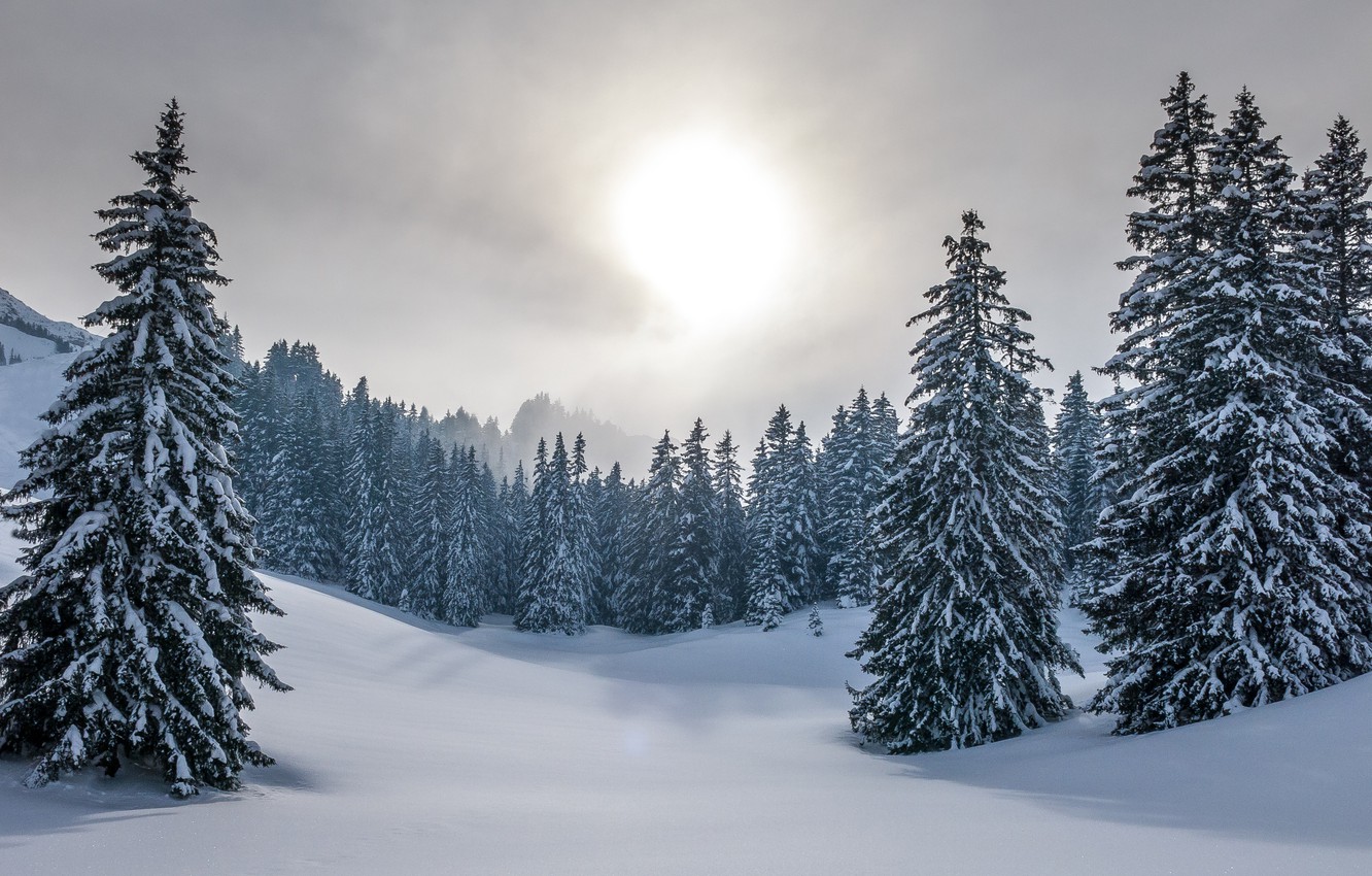 Wallpaper winter, forest, the sky, the sun, snow, nature, ate, the snow, Christmas trees, snowy image for desktop, section пейзажи