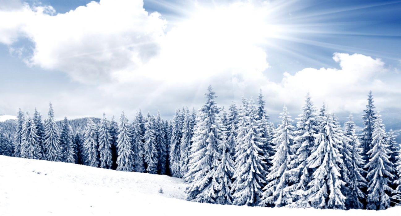 Xmas Tree Winter Christmas Snow Forest Trees Desktop Snow Scene