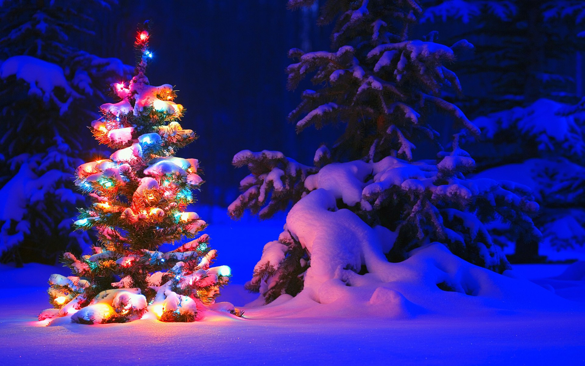 Lighted Christmas Tree in Winter Forest HD Wallpapers