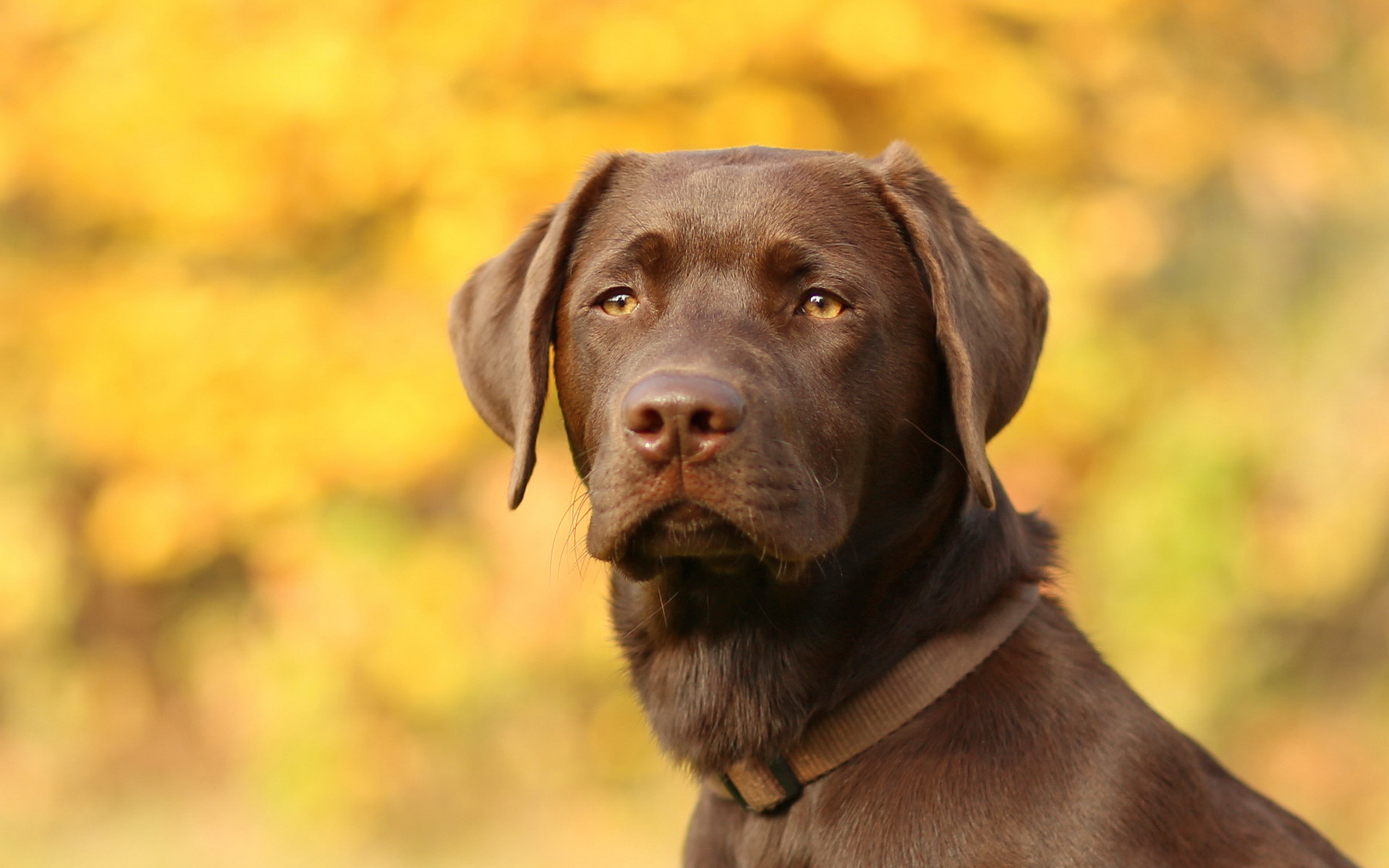 Brown Lab Wallpapers - Wallpaper Cave