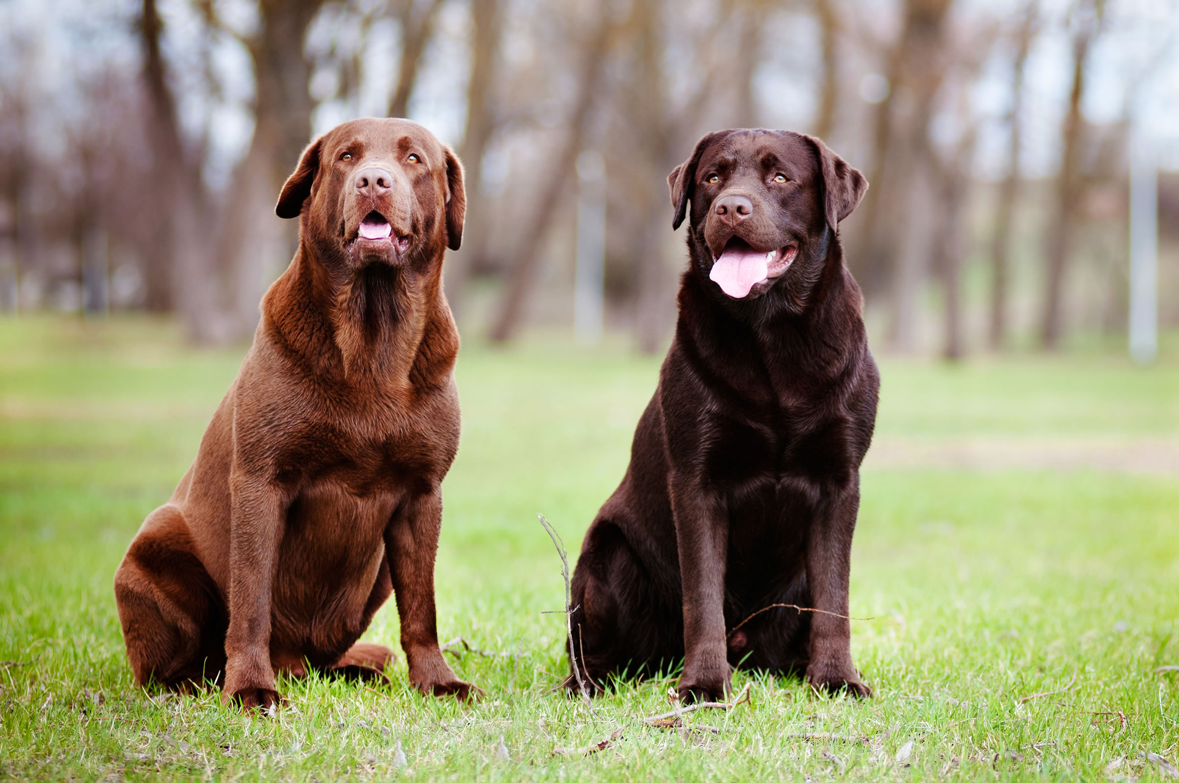 Brown and light brown Labs Doggy Rocks