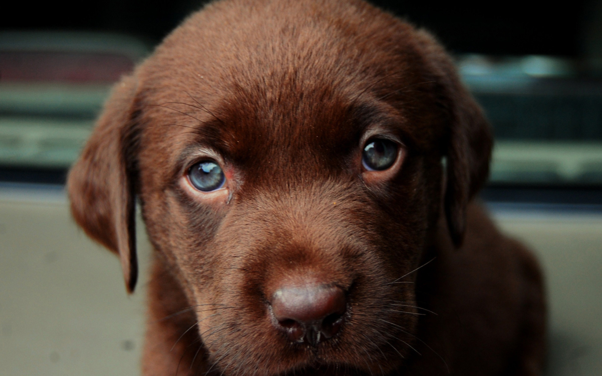 Chocolate Labrador Puppy HD Wallpaper