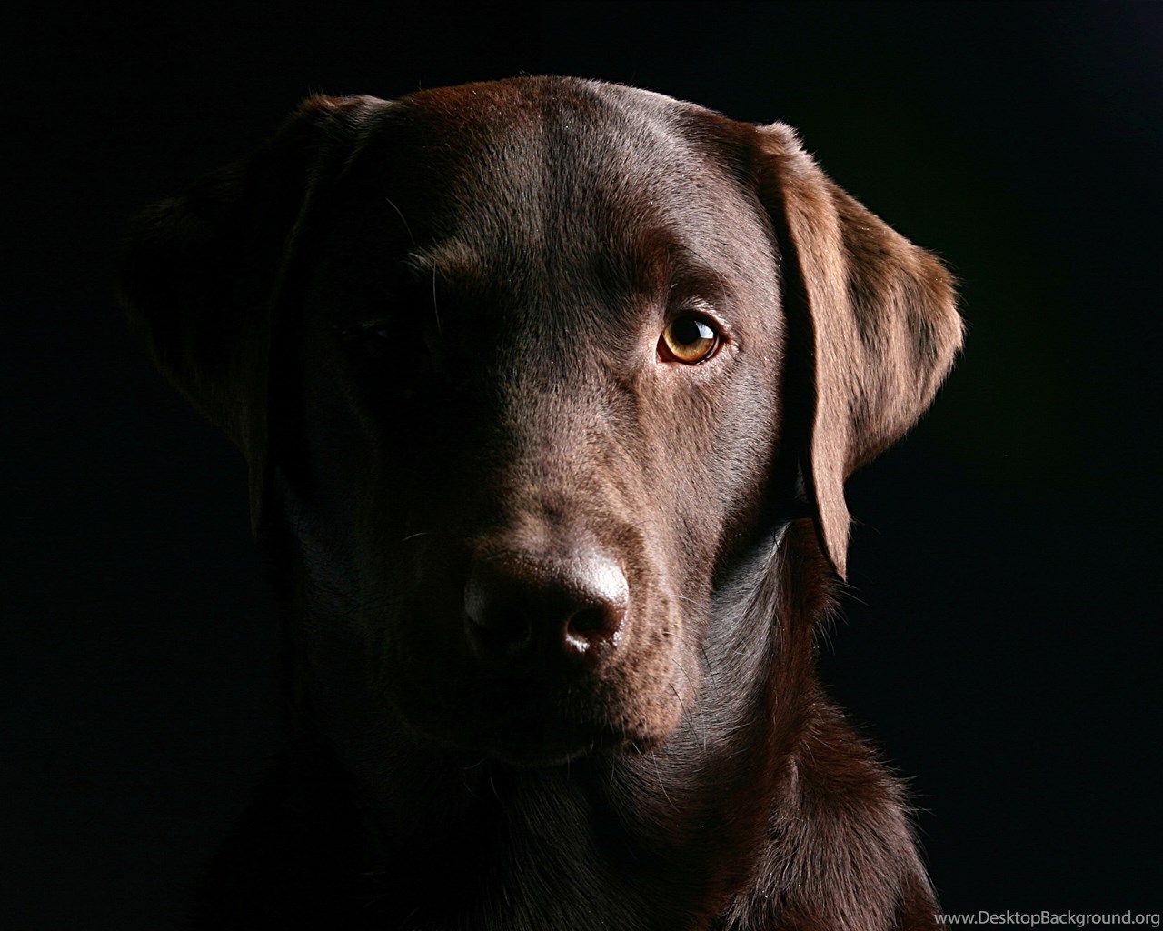 Gallery For Chocolate Lab Wallpaper Desktop Background