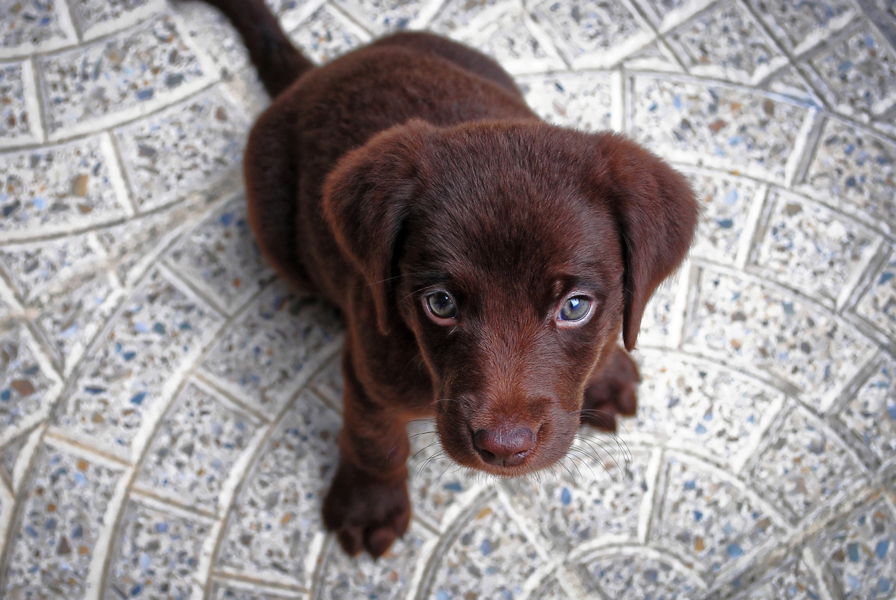 Animal Baby Animal Chocolate Labrador Cute Dog Puppy Wallpaper:3534x2366