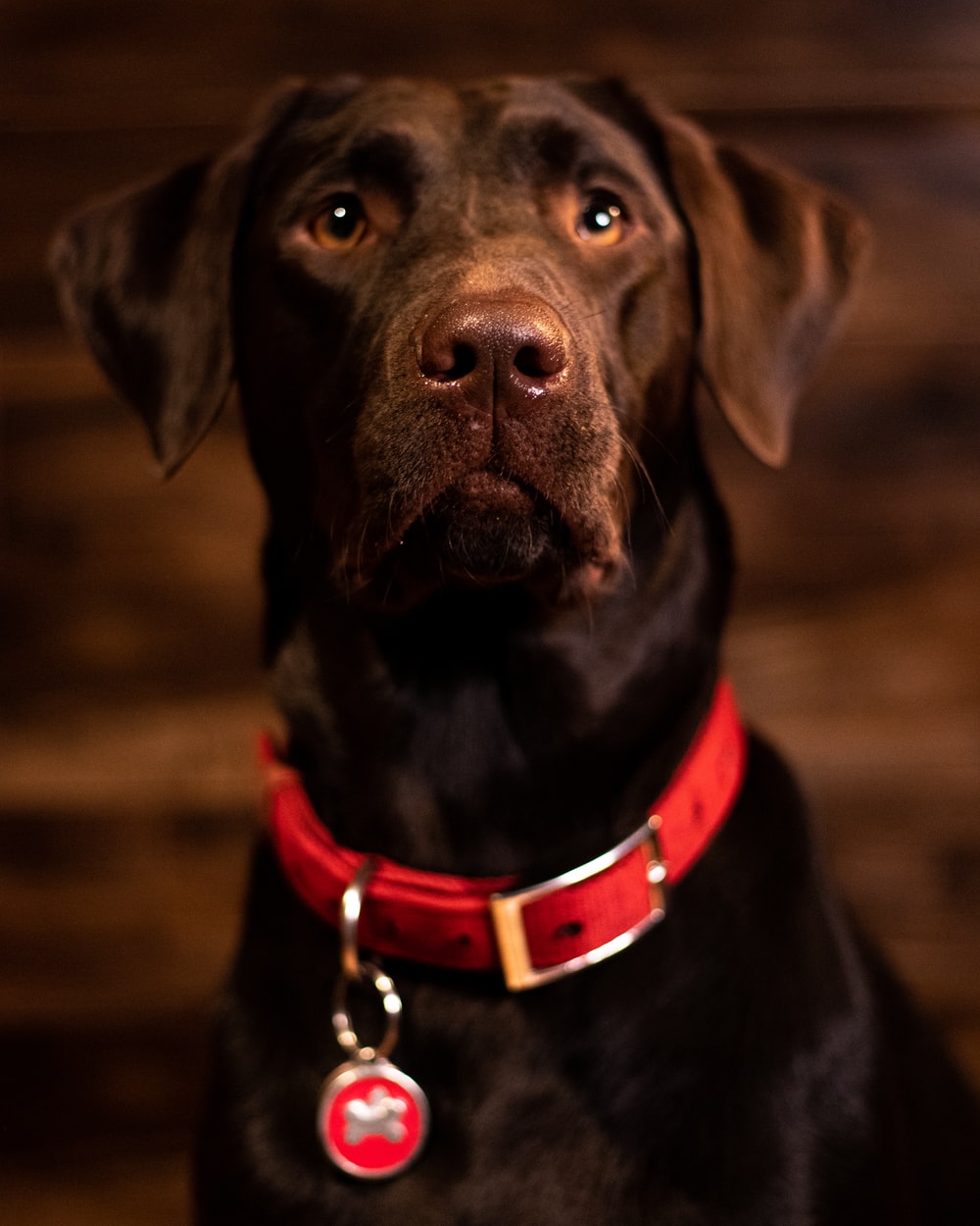 black labrador retriever with red and black dog leash photo
