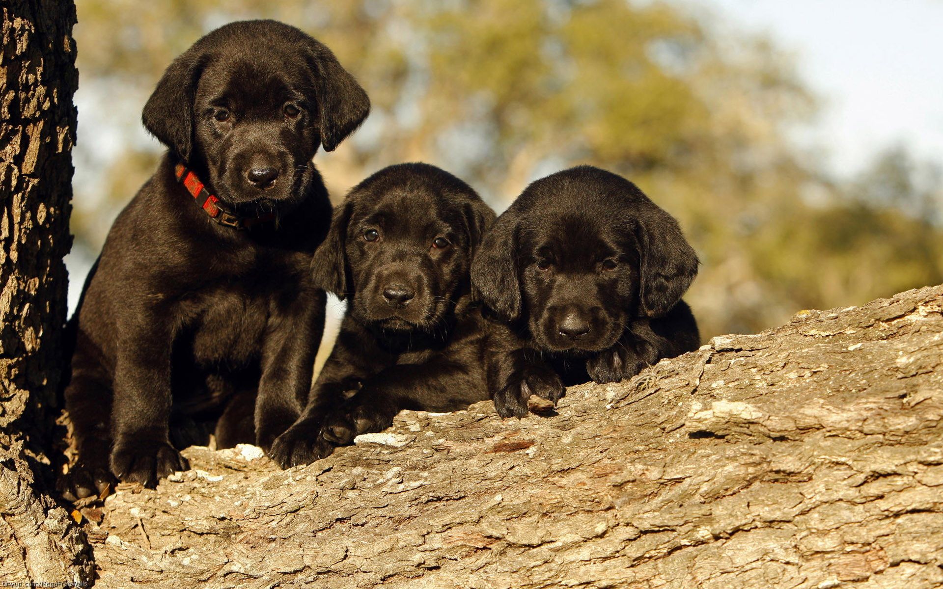 Cute Black Lab Puppies Wallpaper