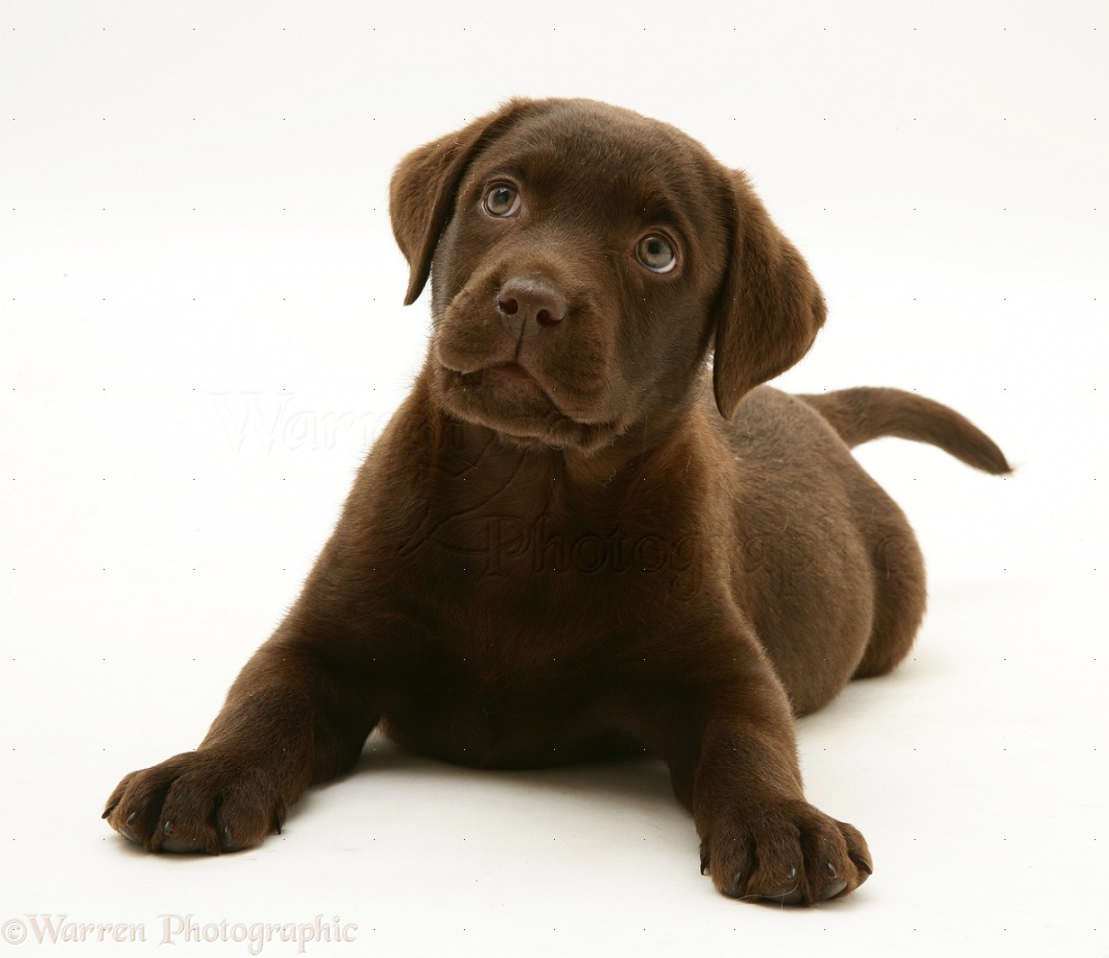 Chocolate Labrador Puppies Wallpaper