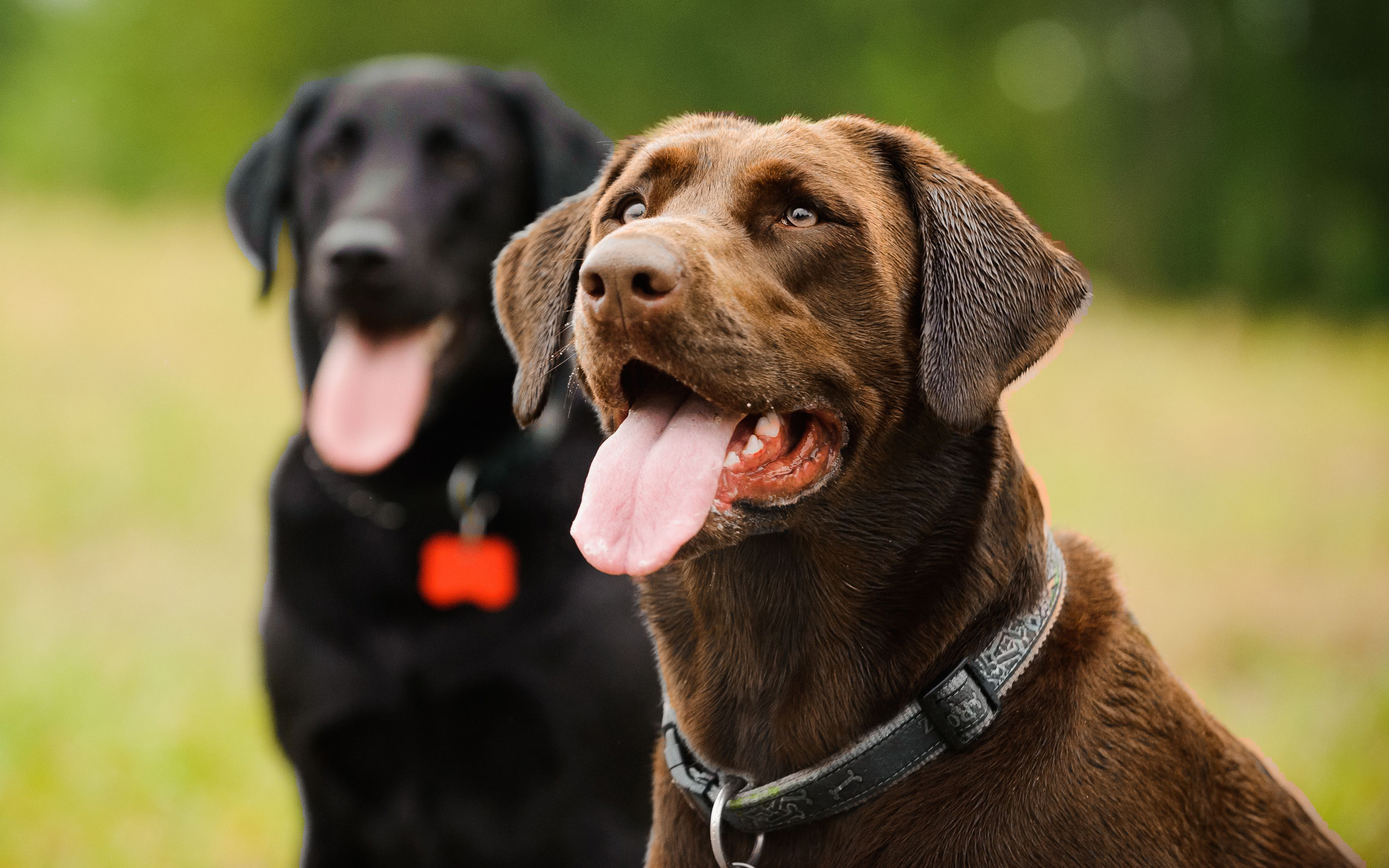 Download wallpaper 4k, chocolate labrador, dogs, retriever, cute animals, pets, brown labrador for desktop with resolution 3840x2400. High Quality HD picture wallpaper