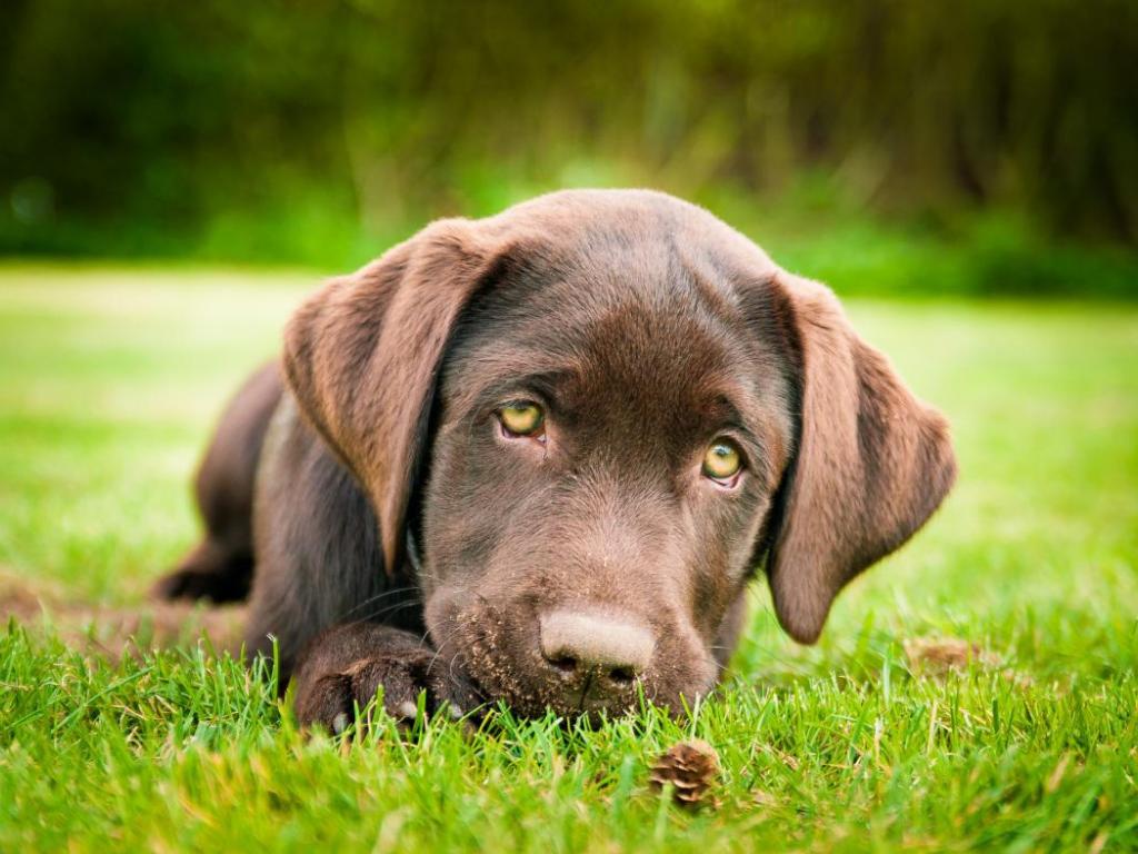 Chocolate Lab Puppy Wallpaper 118467 HD Wallpaper Park Open House HD Wallpaper