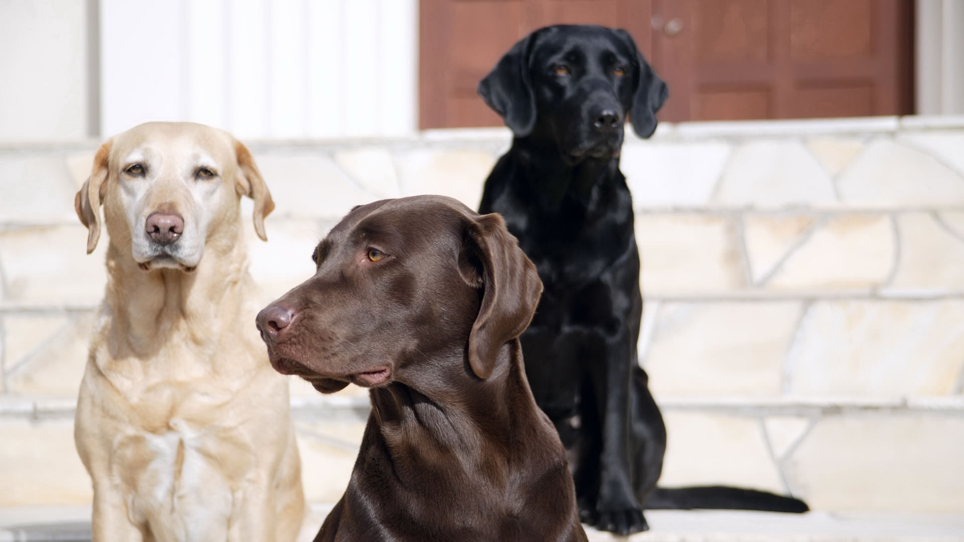 Yellow, black, and chocolate Labrador Retrievers Doggy Rocks