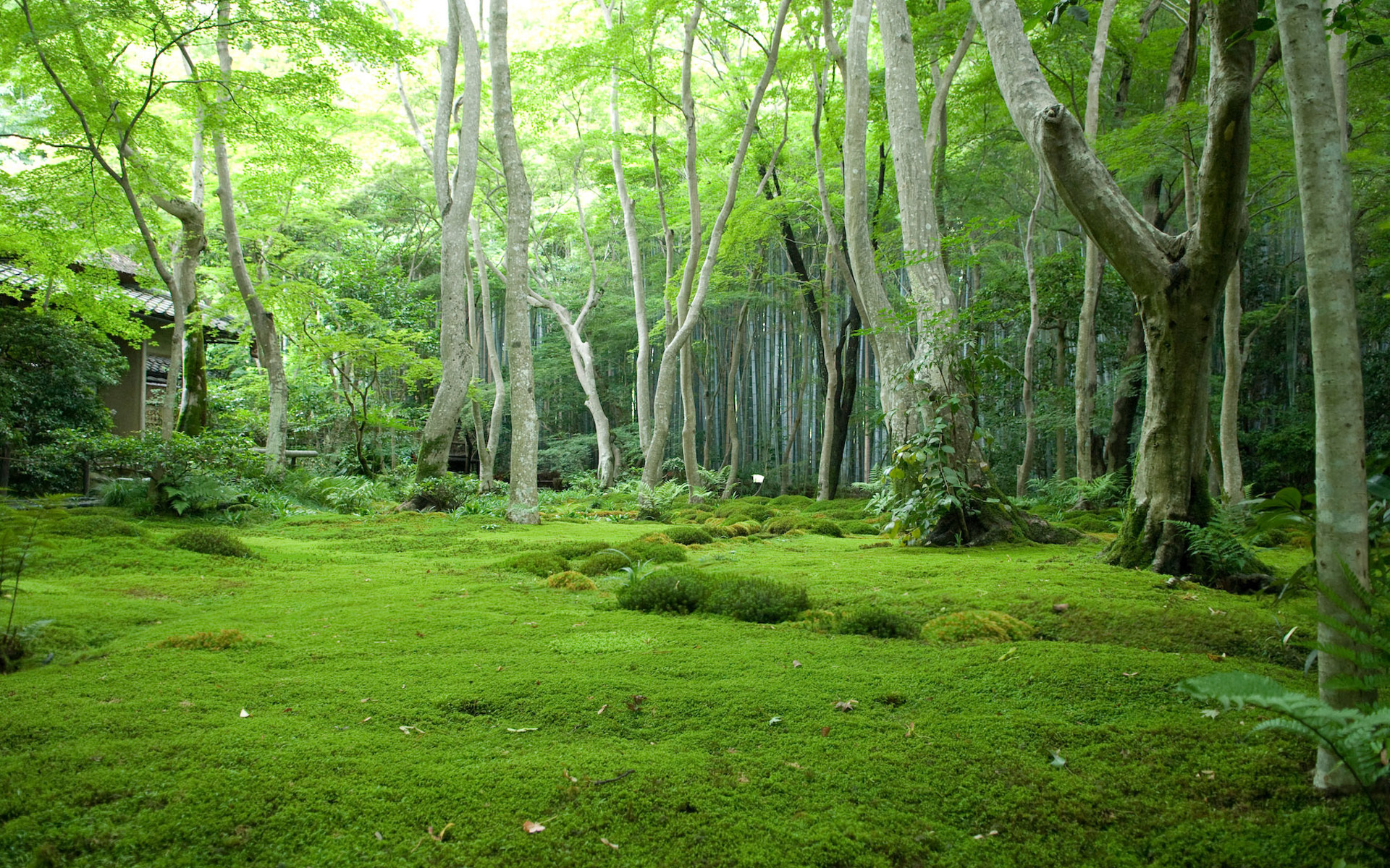 Free download Japan forest wallpaper HD wallpaper ImgStockscom [1920x1200] for your Desktop, Mobile & Tablet. Explore Forest HD Wallpaper. Forest Desktop Wallpaper, Rainforest Wallpaper, Dark Forest Wallpaper