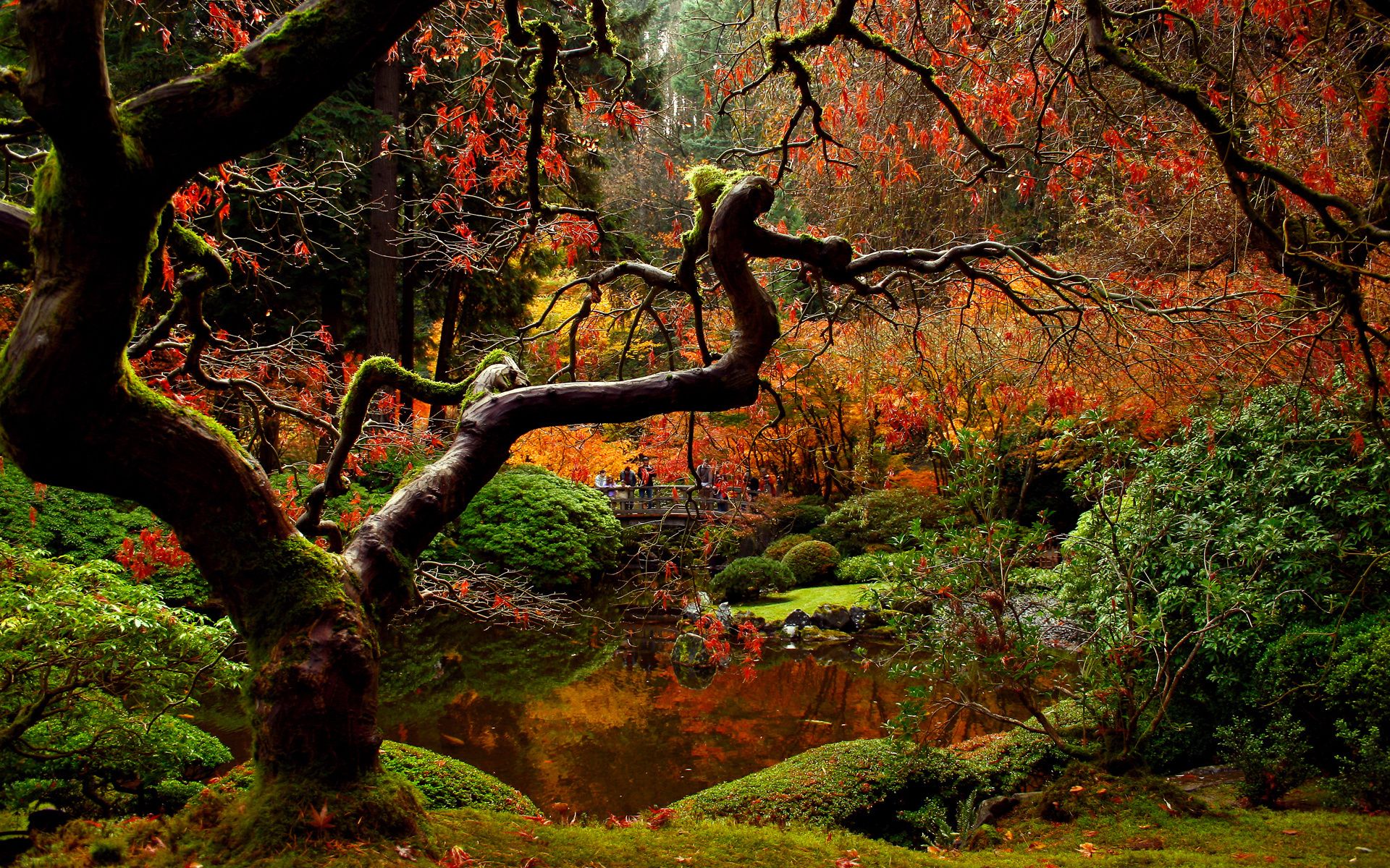 Forest Wide Desktop Background wallpaper HD free. Portland japanese garden, Japanese garden, Autumn garden