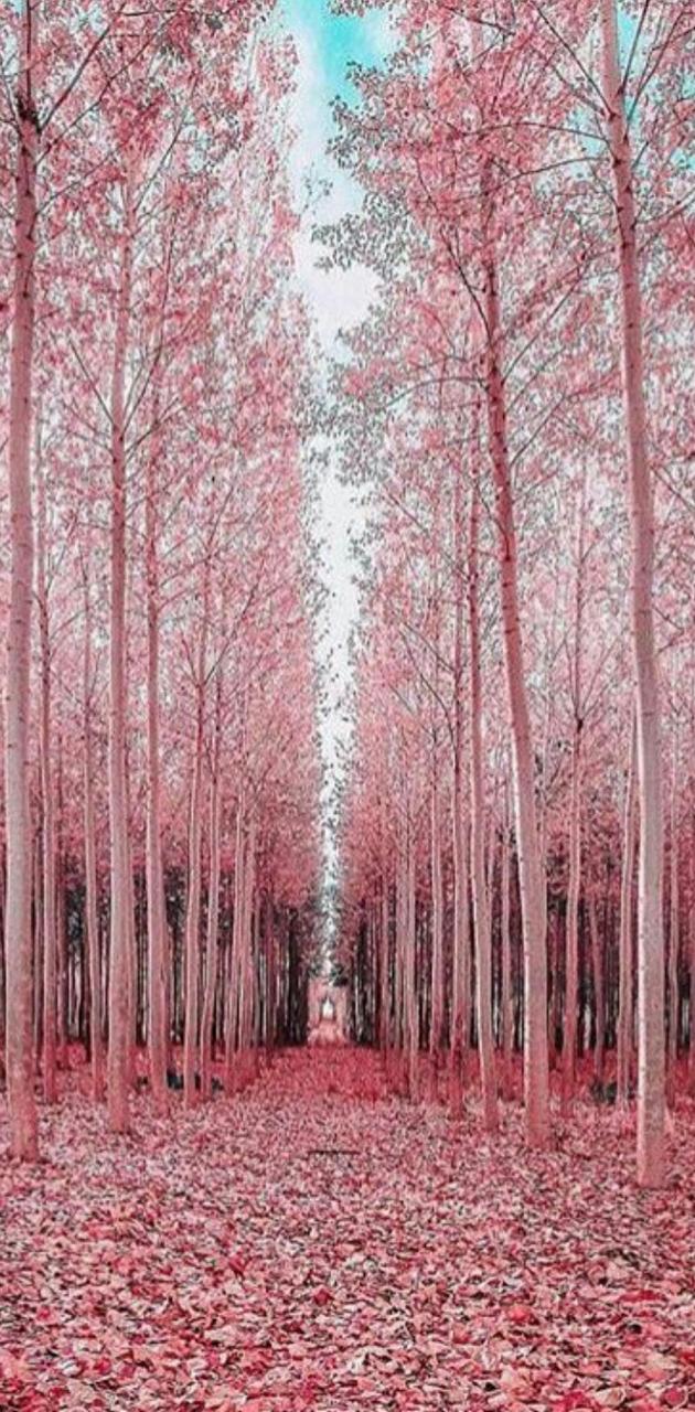 Japanese Pink Forest wallpaper