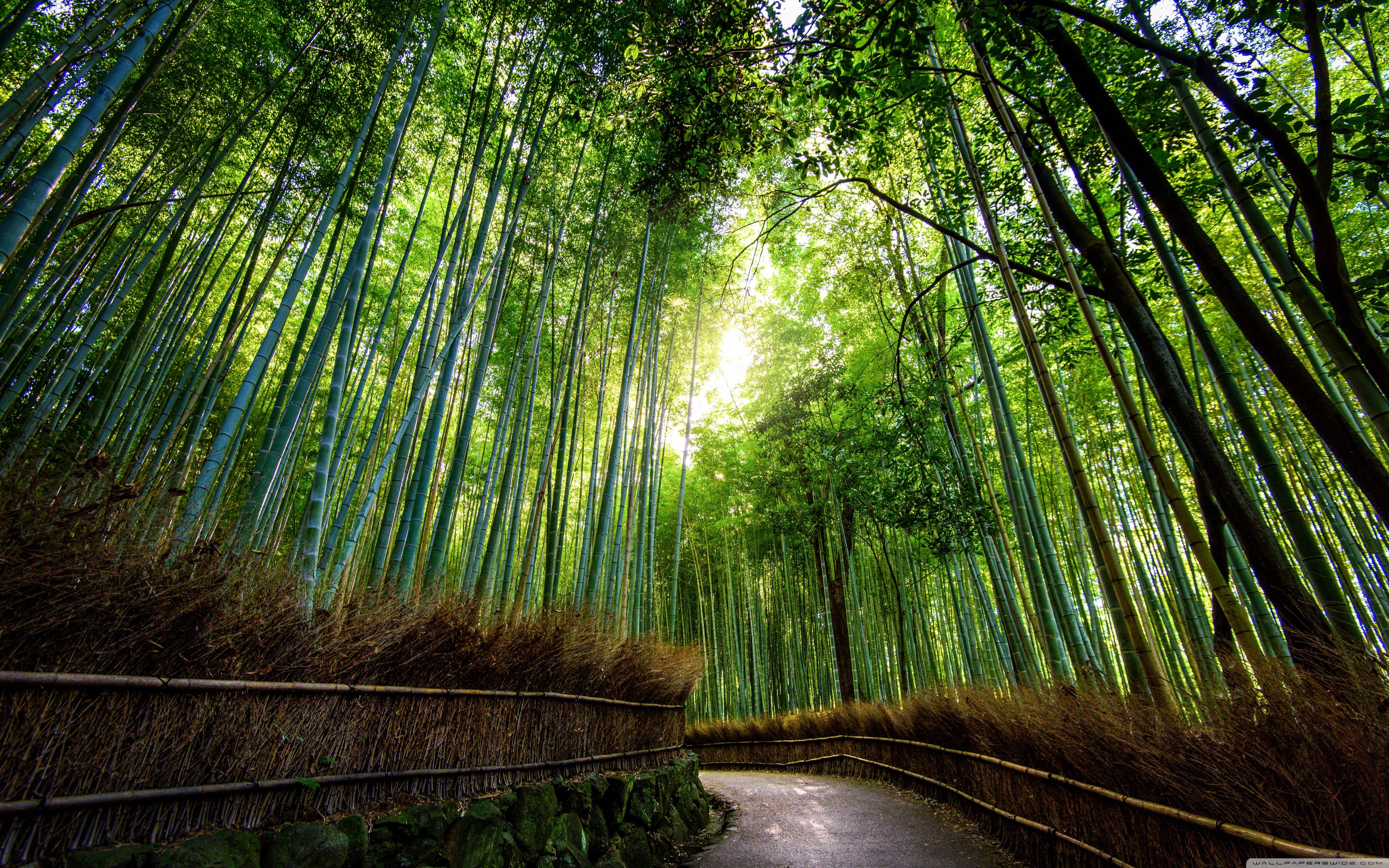 Kyoto Forest Wallpaper