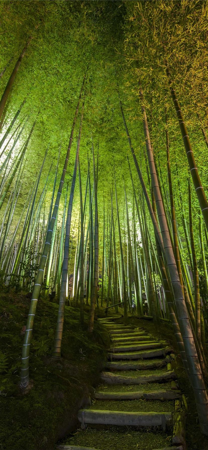 Sagano Bamboo Forest iPhone 11 Wallpaper Free Download