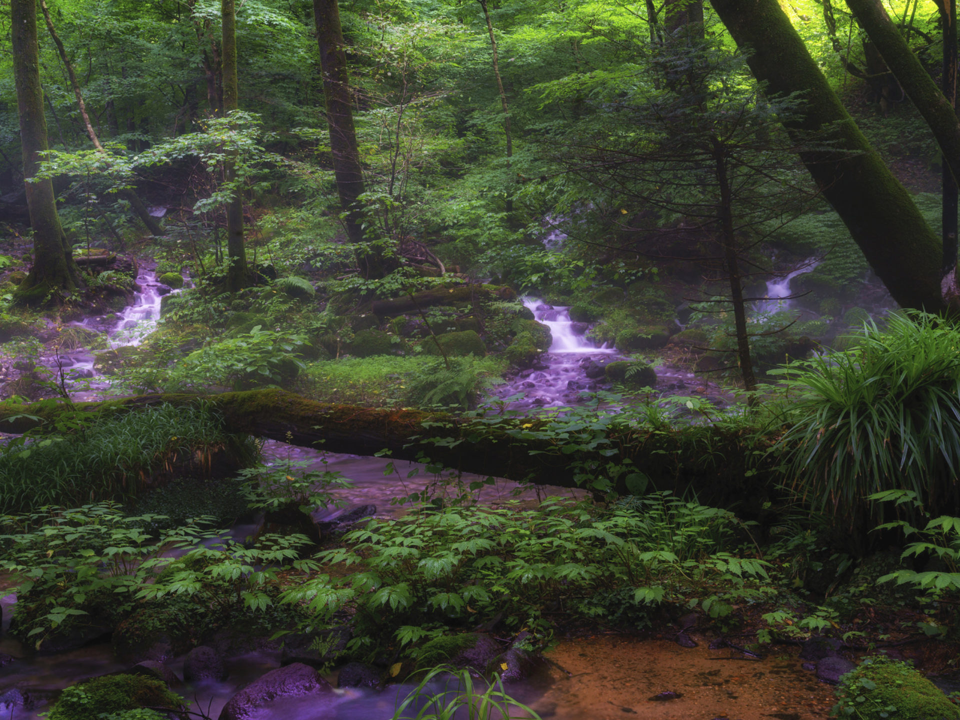 Syohjinsawa Tochigi Japan Water Green Forest Trees Bushes Fern 4k Ultra HD Tv Wallpaper For Laptop Tablet Mobile Phones And Deskx2400, Wallpaper13.com