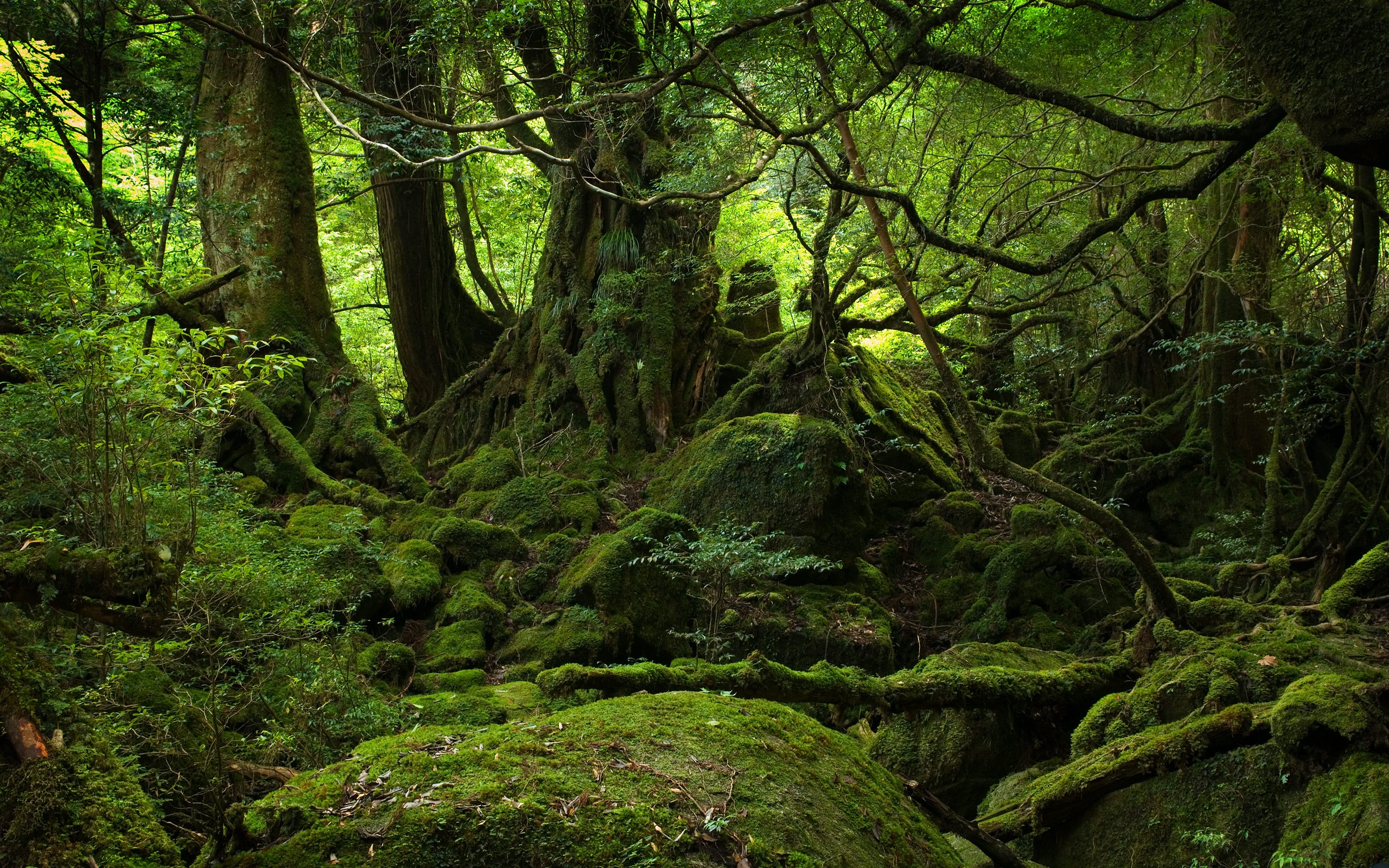 Wallpaper, nature, forest, trees, moss, Japan, roots, landscape 2560x1600