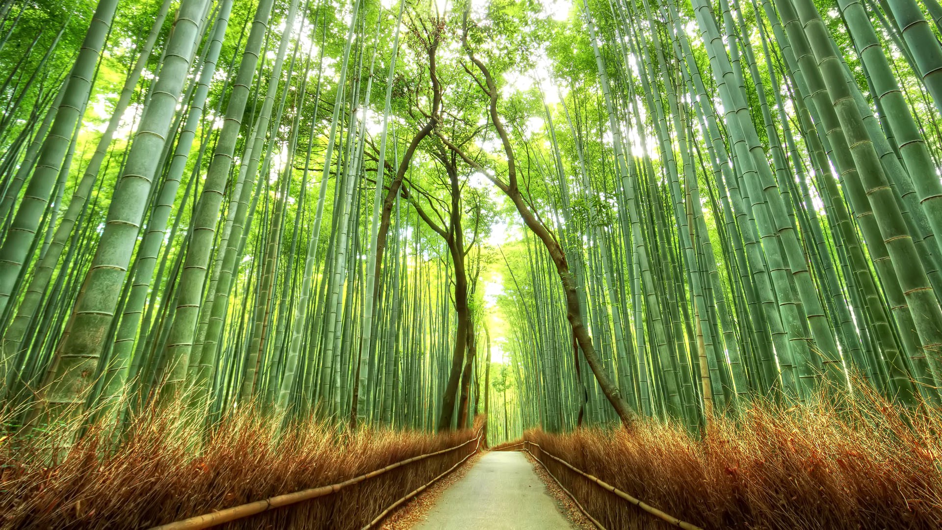 landscape, Bamboo, Path, Japan, Nature, Fence, Forest Wallpaper HD / Desktop and Mobile Background