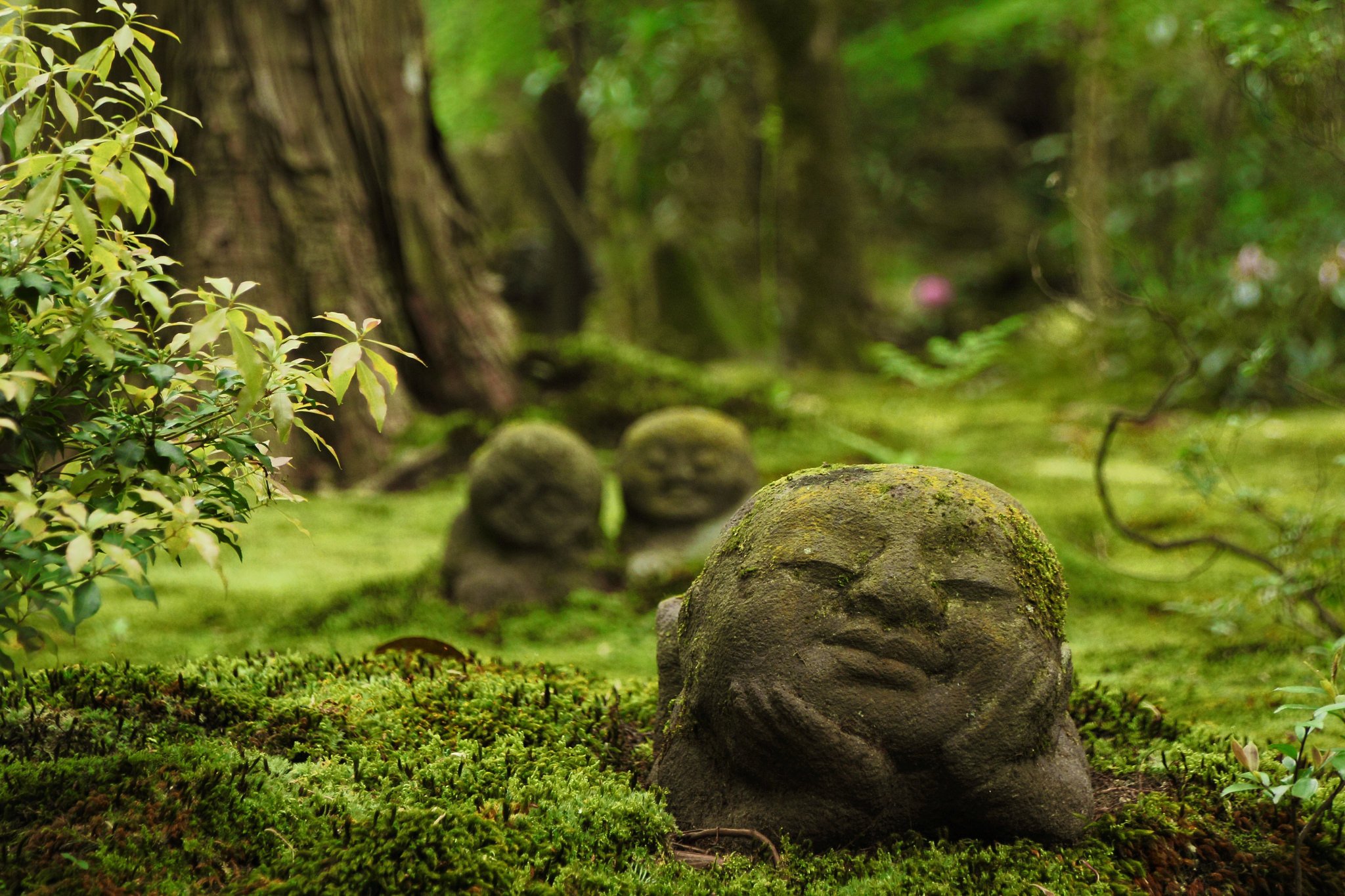 sanzen in, Temple, Ohara, Kyoto, Japan, Japan, Temple, Sculpture, Religion, Forest, Moos Wallpaper HD / Desktop and Mobile Background