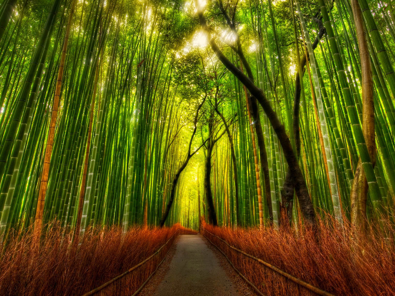 Free download the Bamboo Forest Wallpaper Bamboo Forest Desktop Wallpaper Bamboo [1600x1200] for your Desktop, Mobile & Tablet. Explore Bamboo Forest Wallpaper. Bamboo Wallpaper Wall Coverings, Bamboo Forest Japan