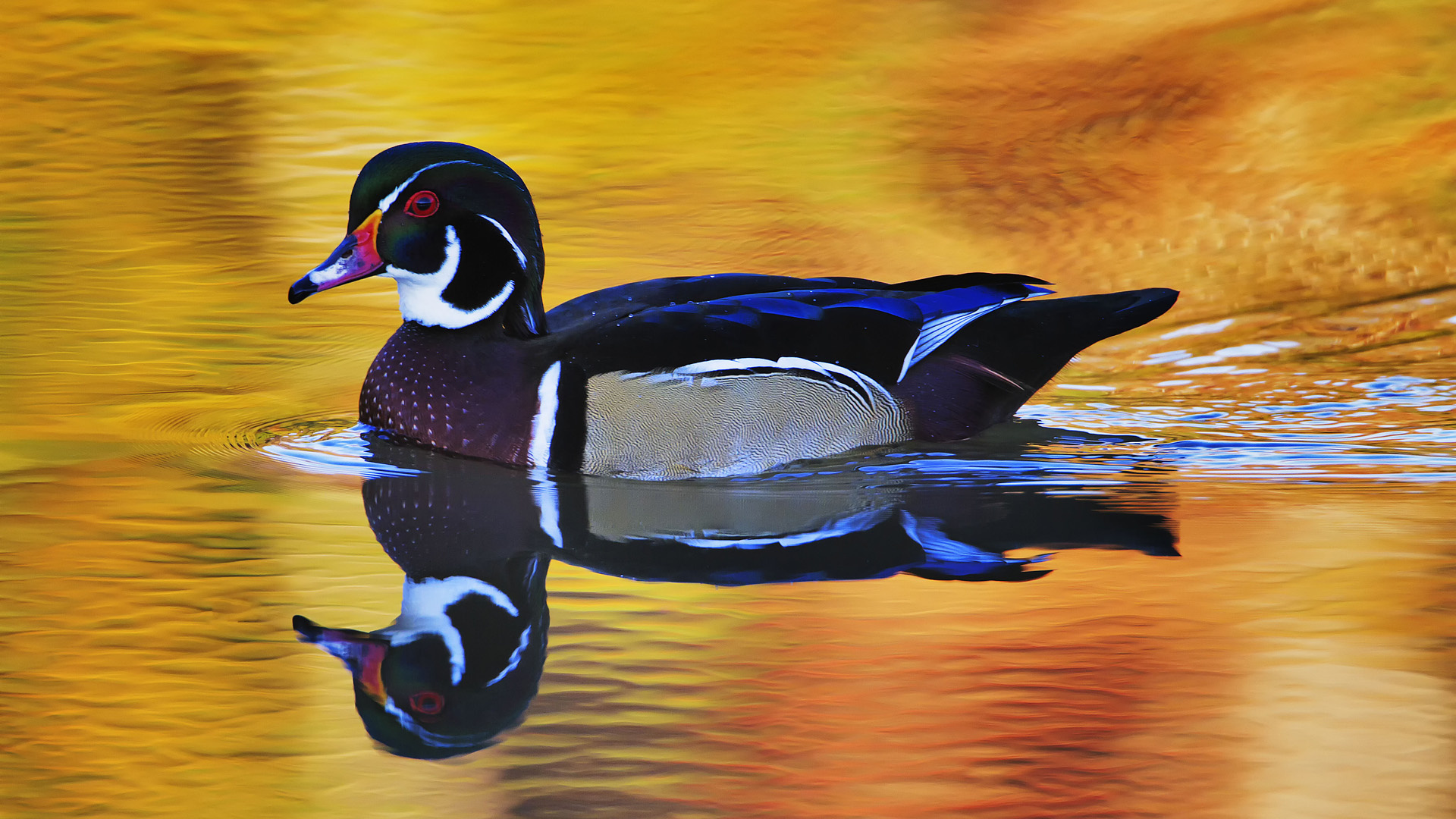 Download Reflection Duck Bird Animal