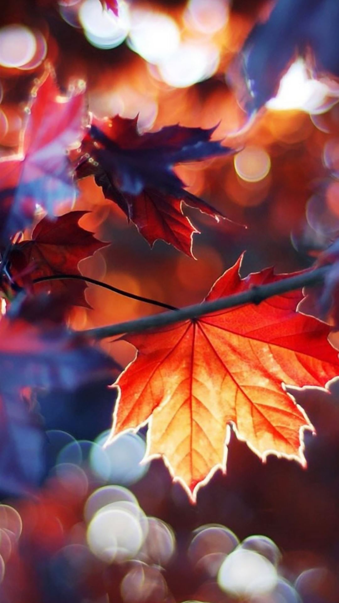 Autumn Leaves iPhone Wallpaper Free Download