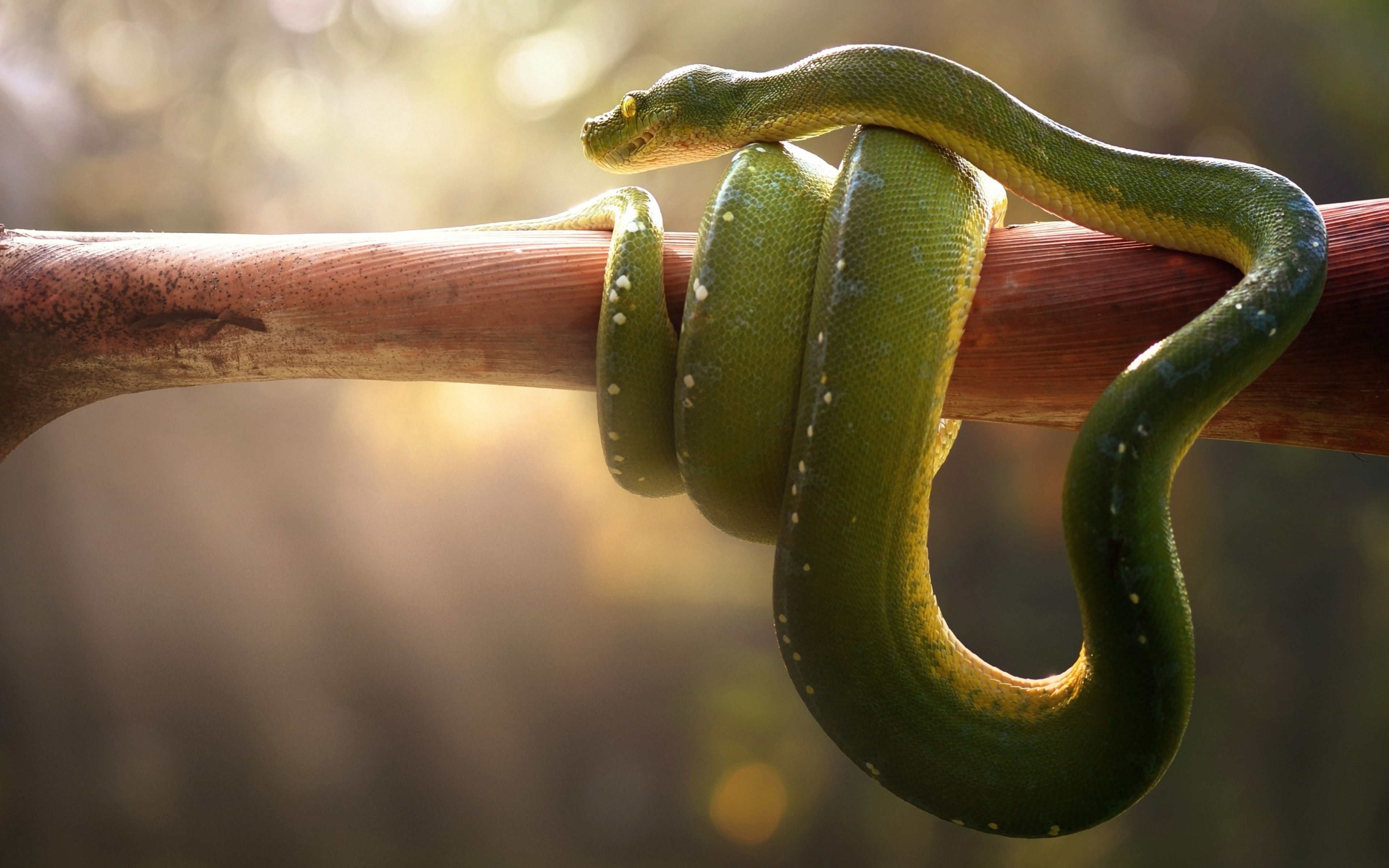 Boa Green Snake 4k HD 4k Wallpaper, Image, Background, Photo and Picture