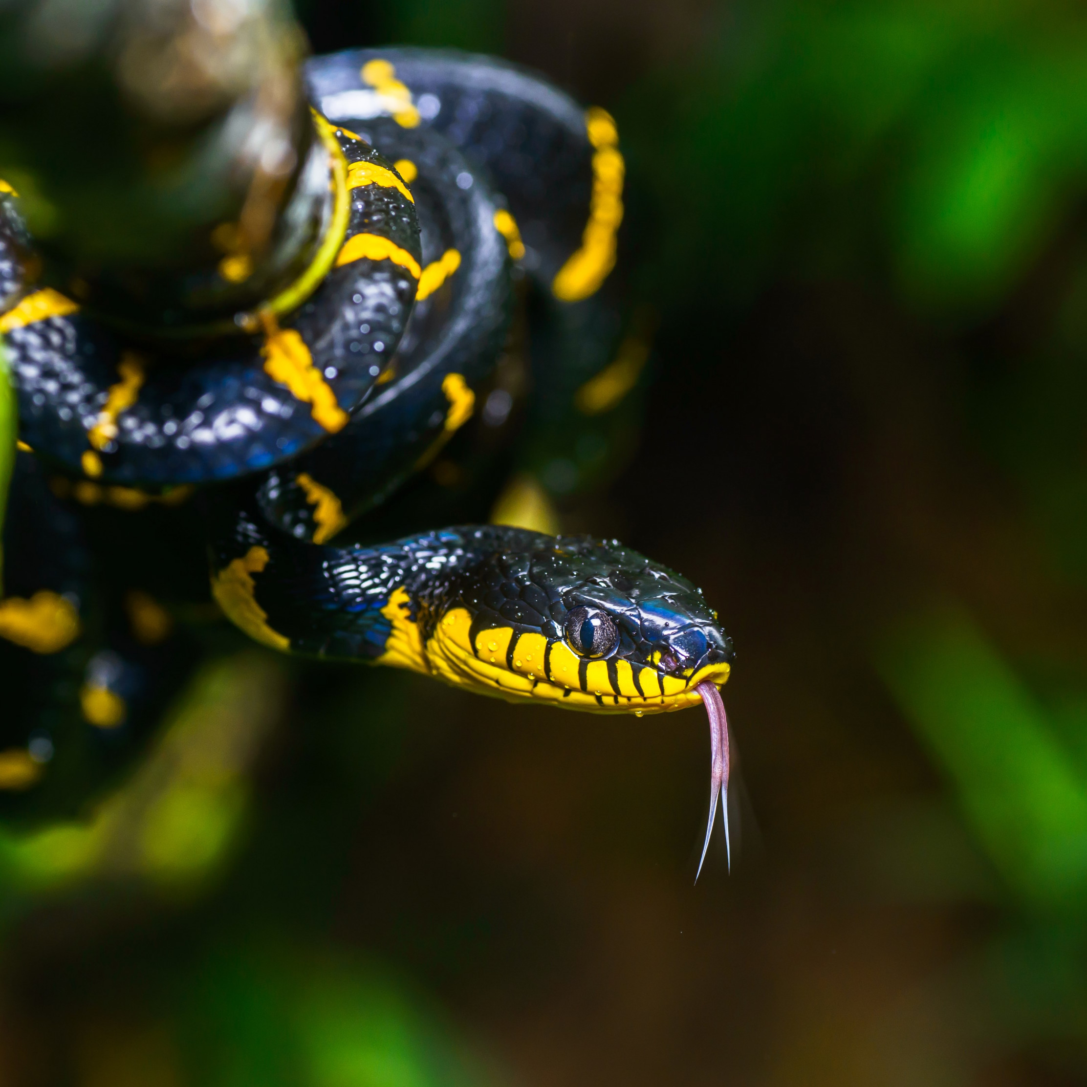 Download wallpaper: Mangrove snake 2224x2224