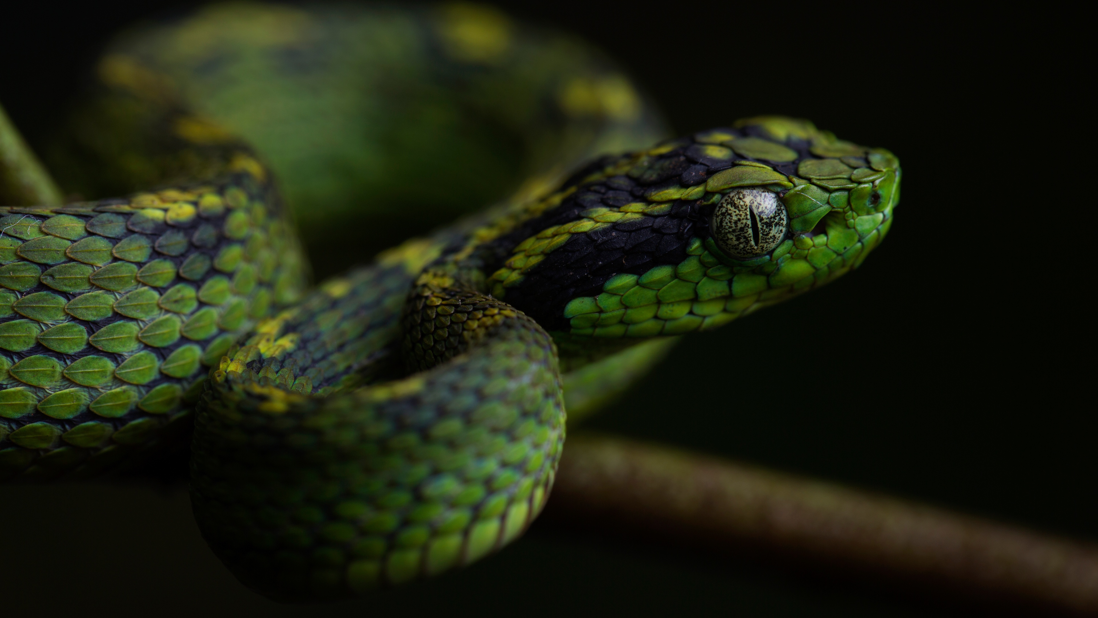 Snake 4k Ultra HD Wallpaper