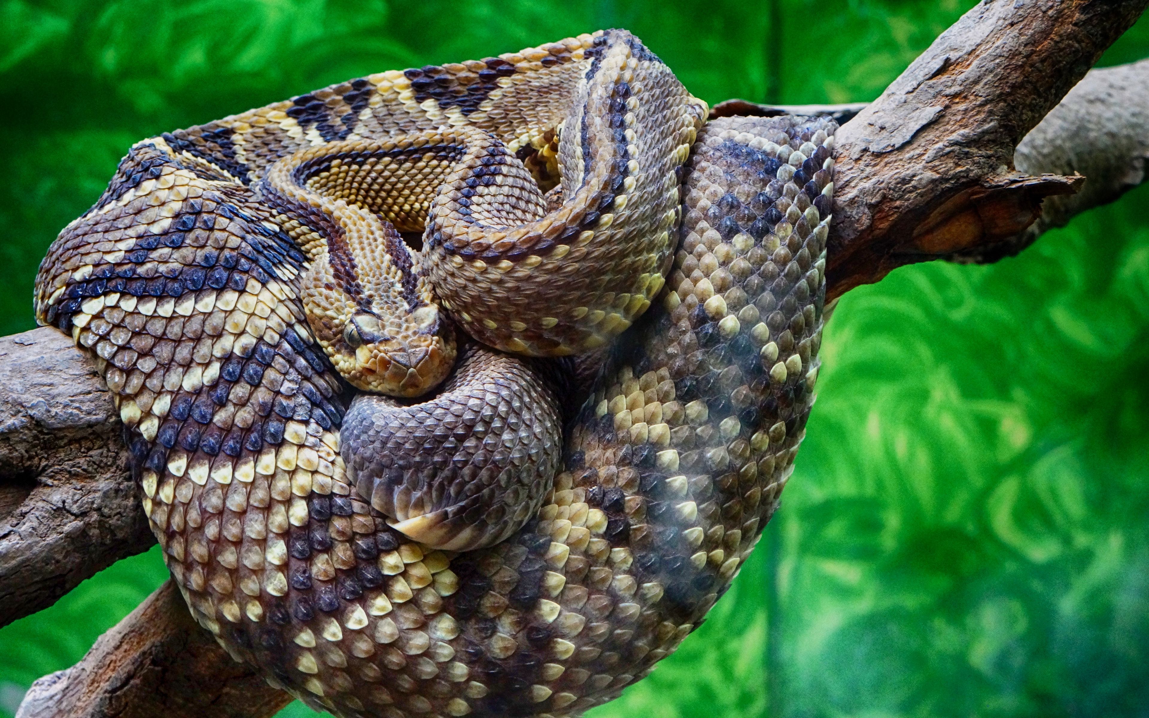 Download wallpaper 3840x2400 rattlesnake, snake, scales 4k ultra HD 16:10 HD background