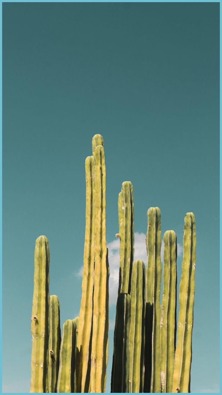Cactus IPhone 8 Wallpaper Free Download Wallpaper iPhone
