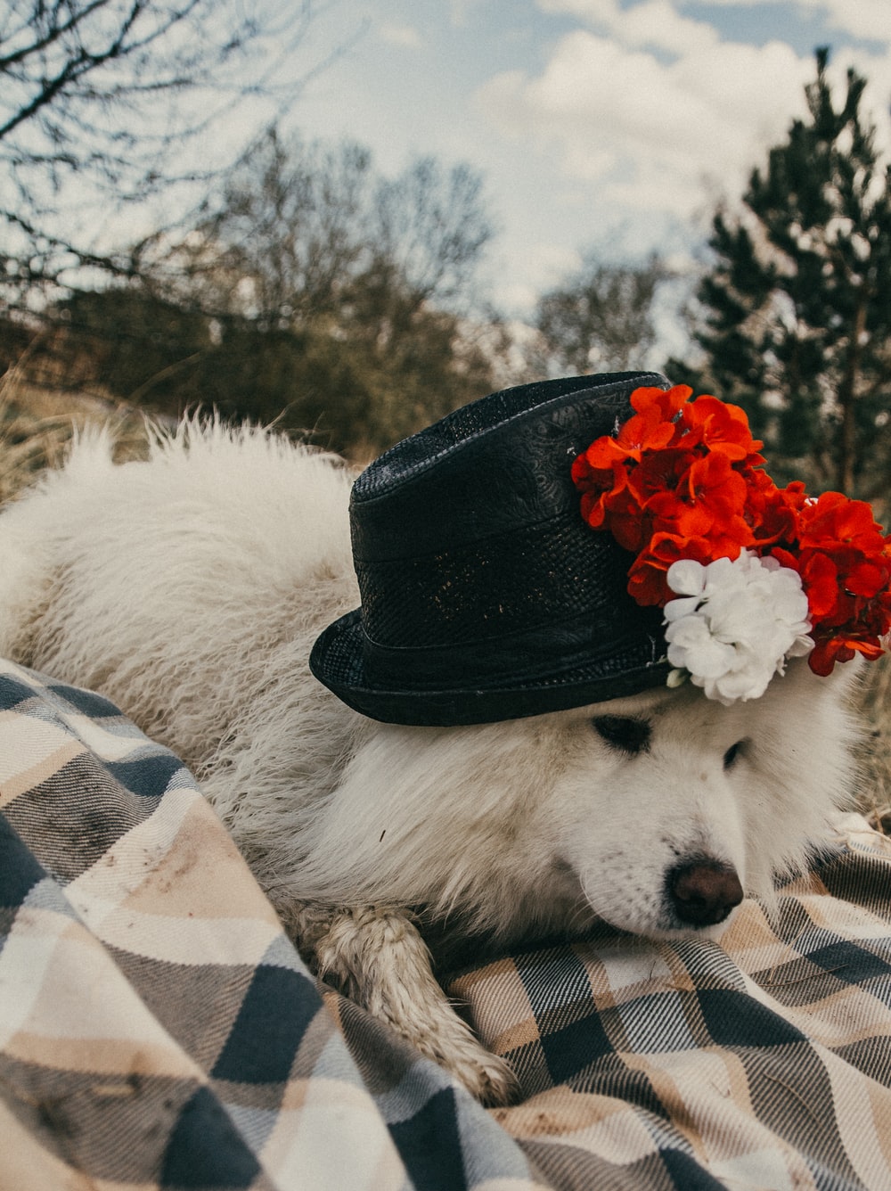 Dogs In Flowers Wallpapers - Wallpaper Cave