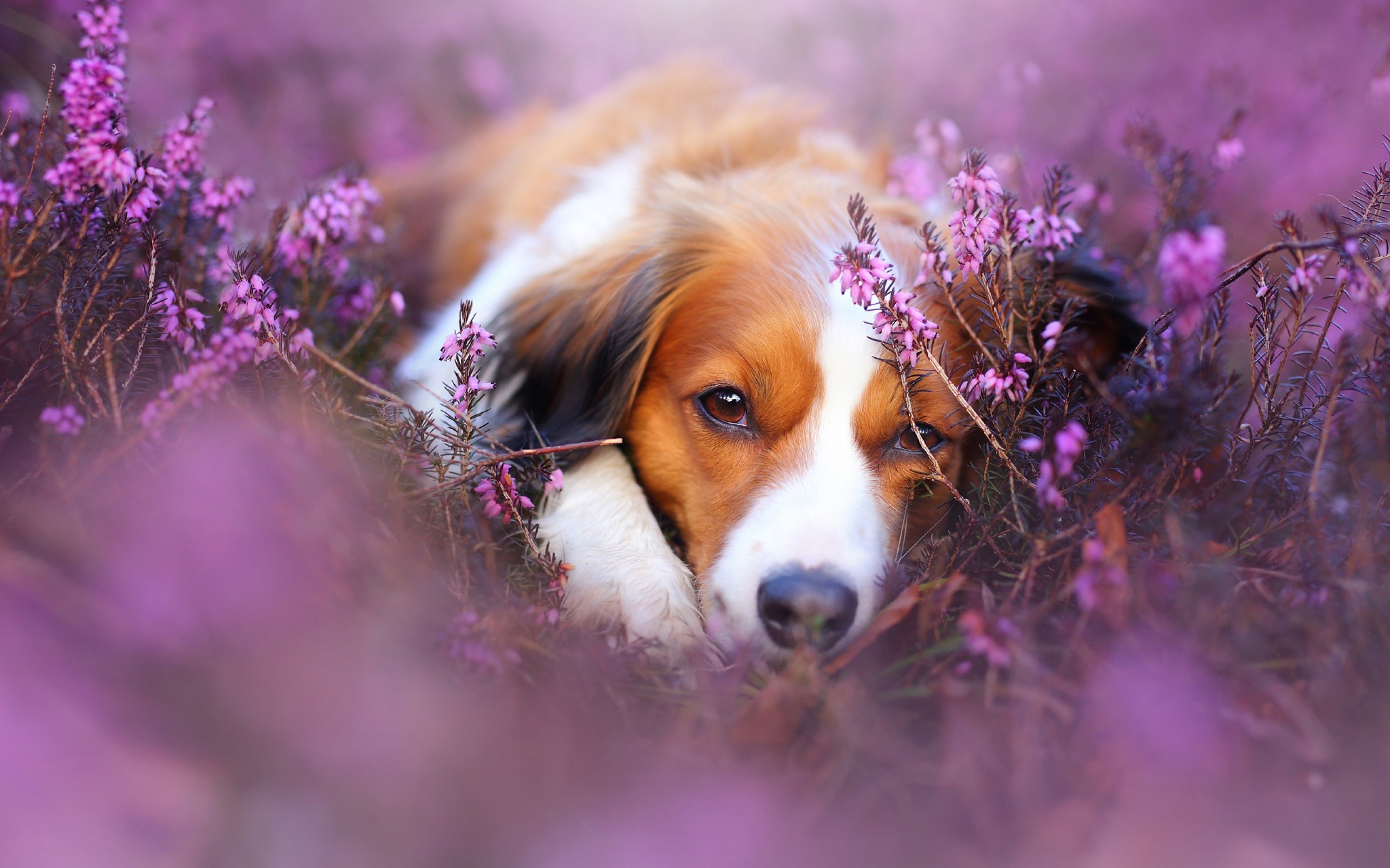 Dogs In Flowers Wallpapers - Wallpaper Cave