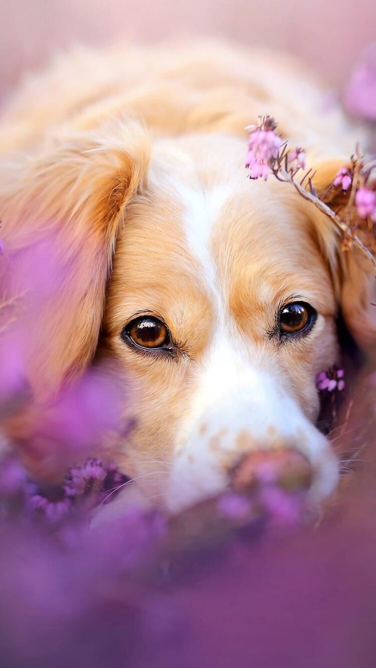 Dogs In Flowers Wallpapers - Wallpaper Cave