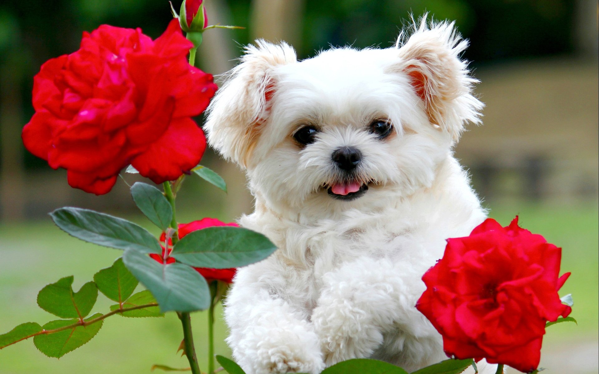 Dogs In Flowers Wallpapers - Wallpaper Cave