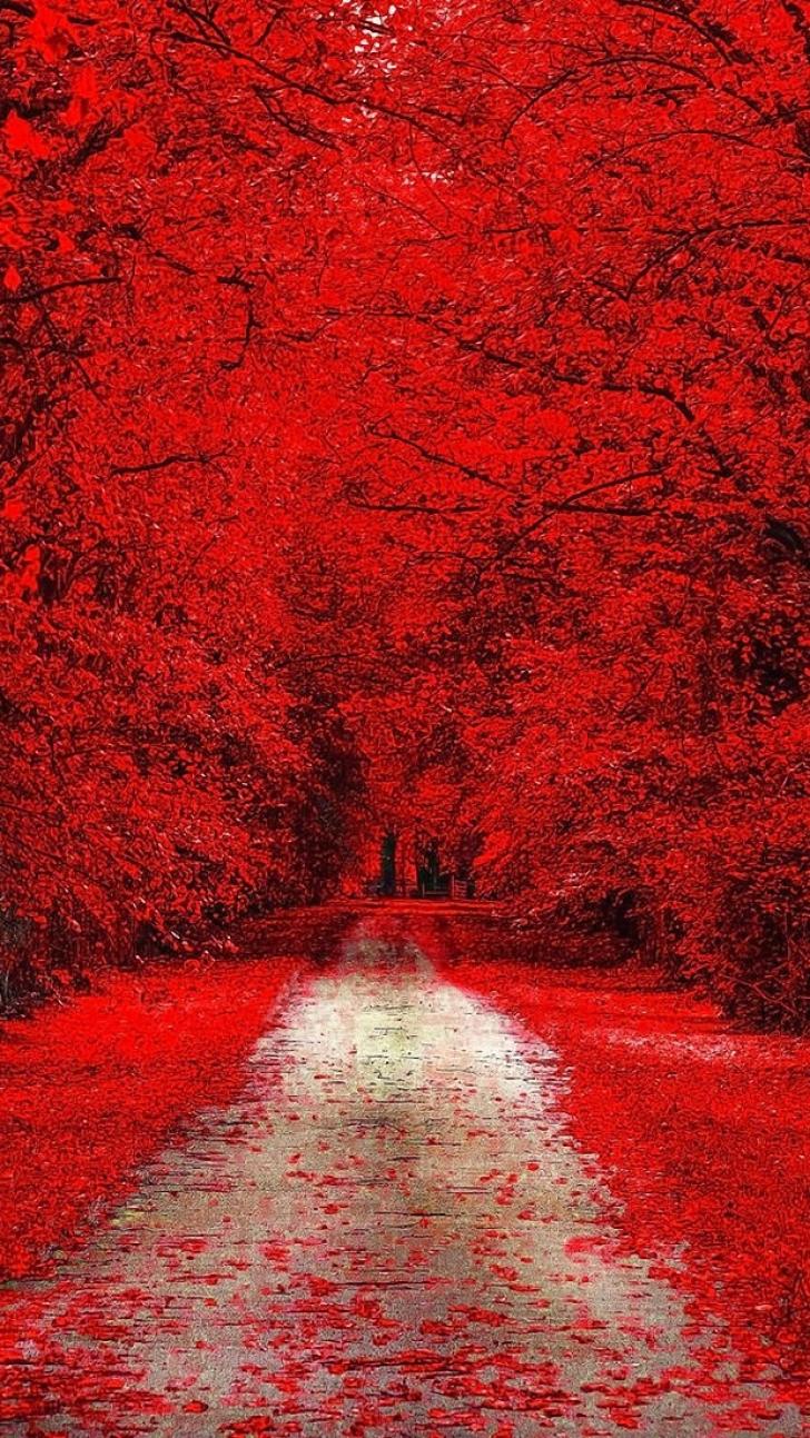 Wallpaper HD: Red, Trees, Nature, iPhone, Wallpaper, iPhone, Wallpaper