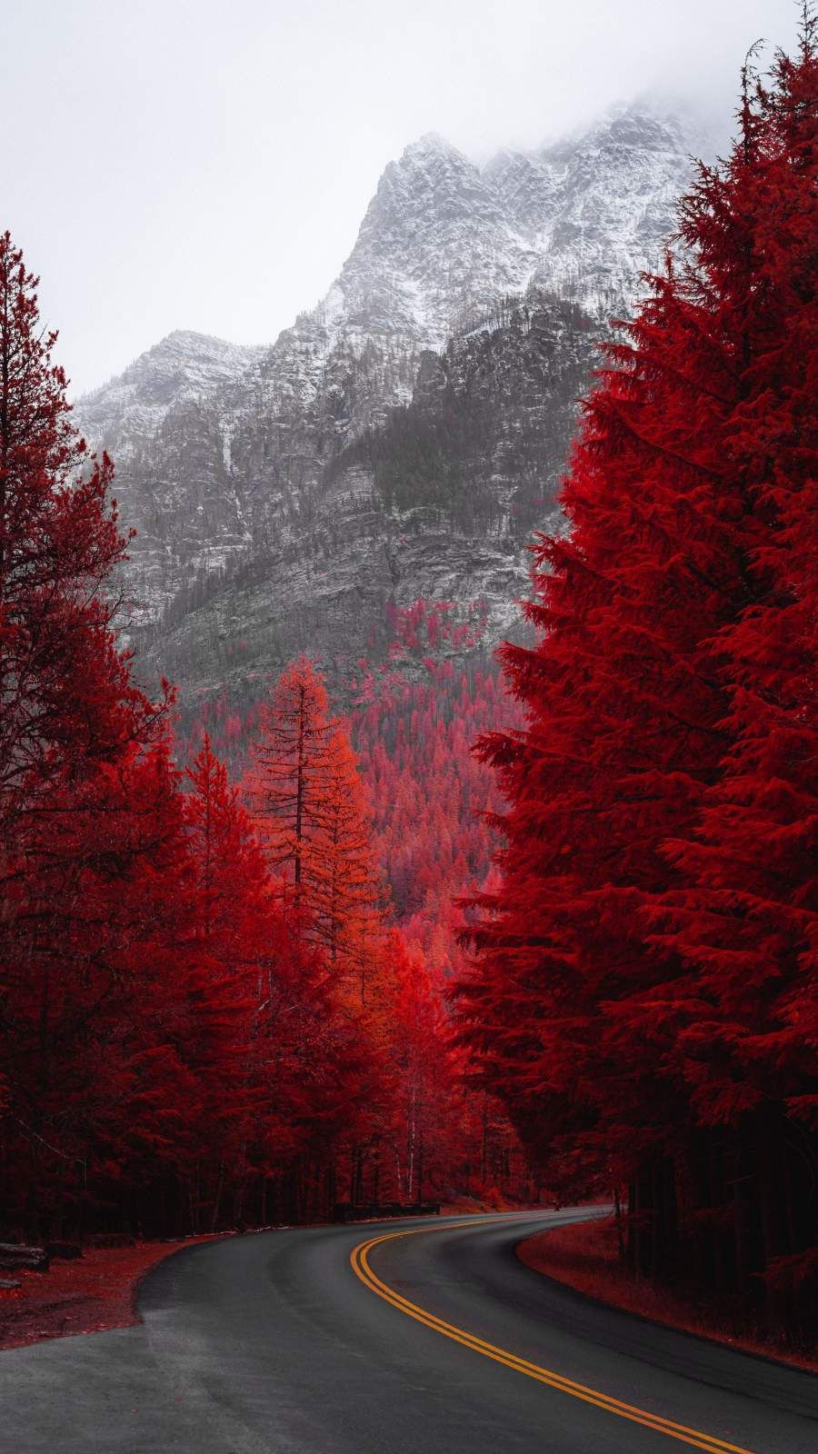 Latest Red Forest Road IPhone Wallpaper Wallpaper iPhone Wallpaper
