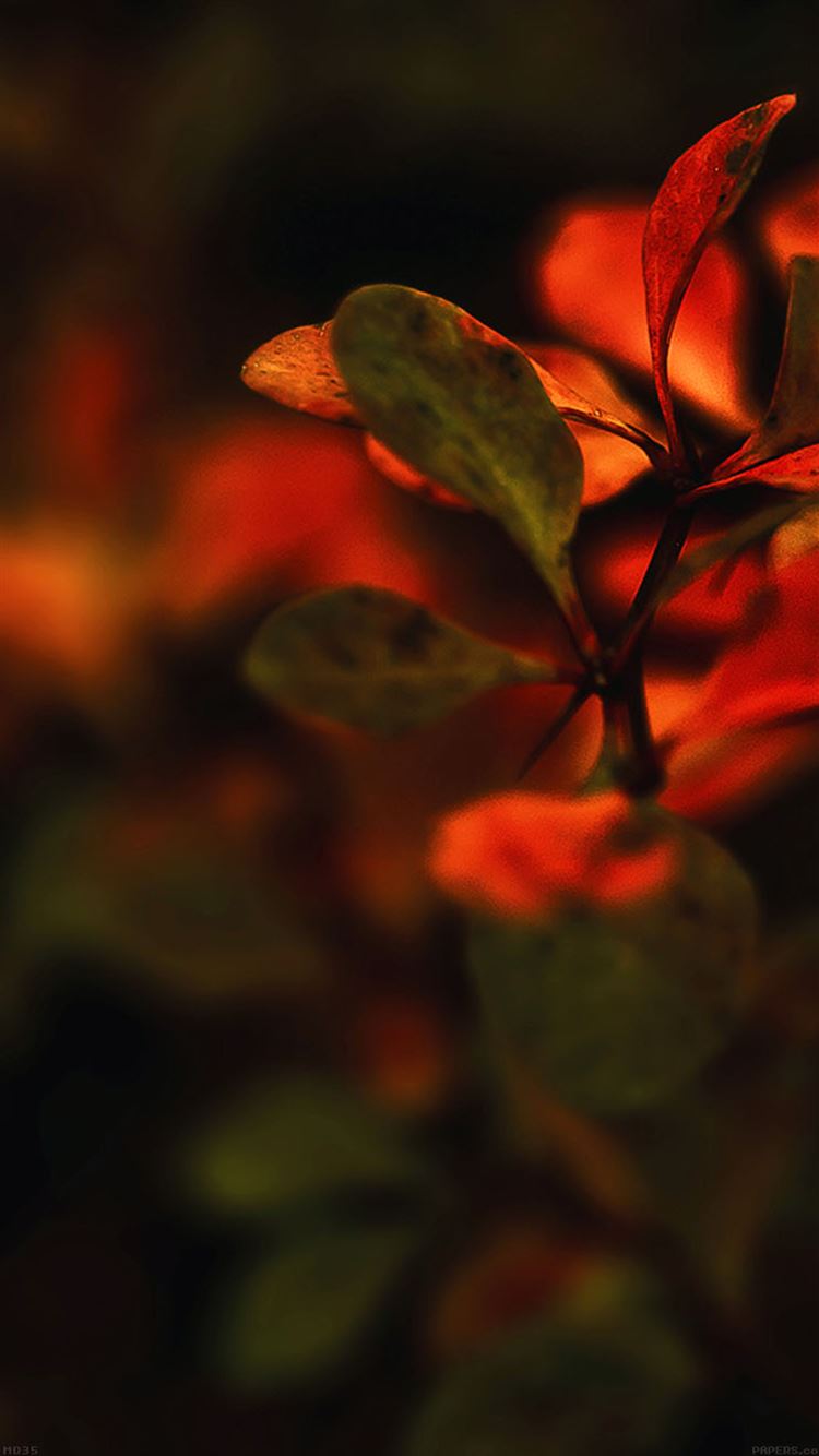 Nature Branch Leaves Red Sunset Blur iPhone 8 Wallpaper Free Download