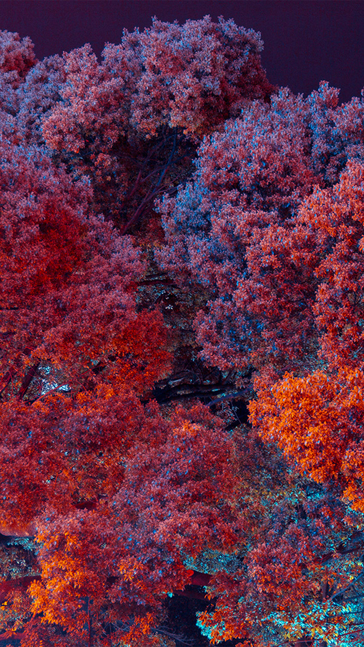 iPhone 6 wallpaper. tree red nature art