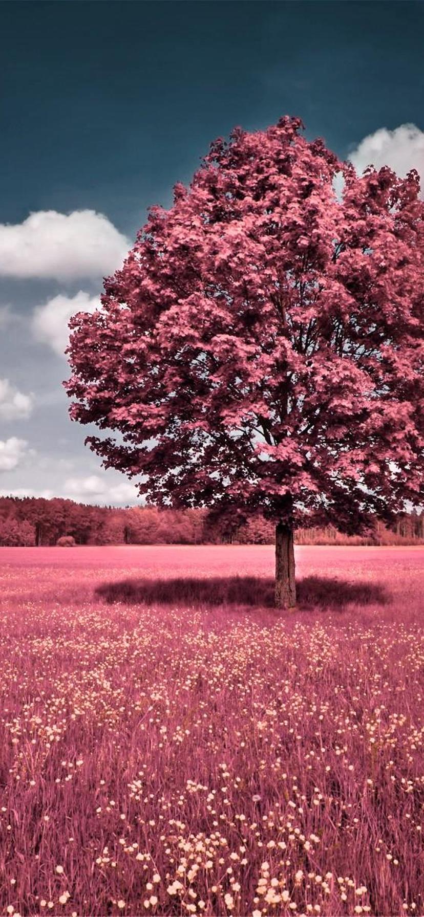 Red nature single tree in a wonderful field