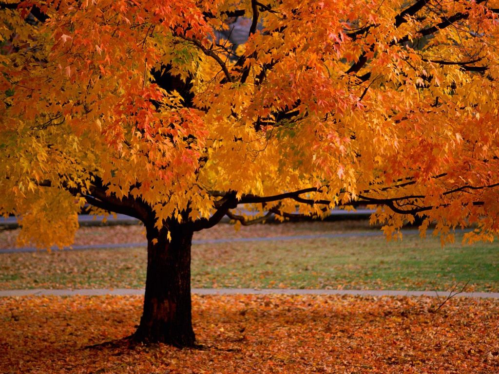 Autumn Trees Leaves wallpaperx768